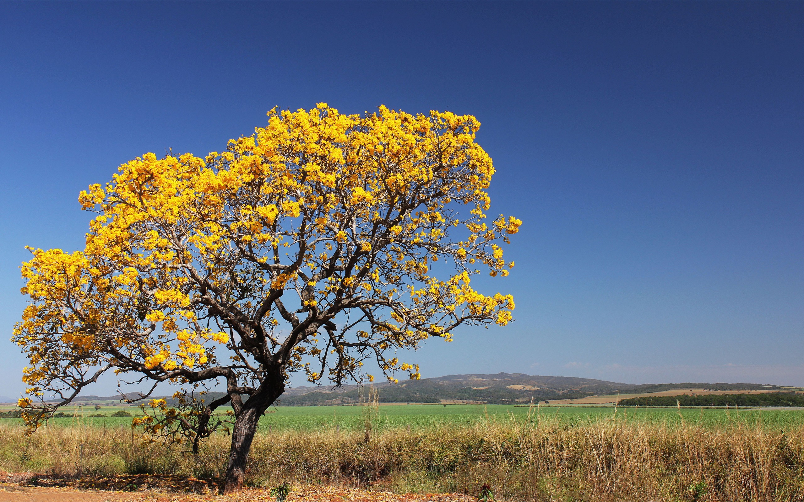 Бразилия цветущее дерево ипе