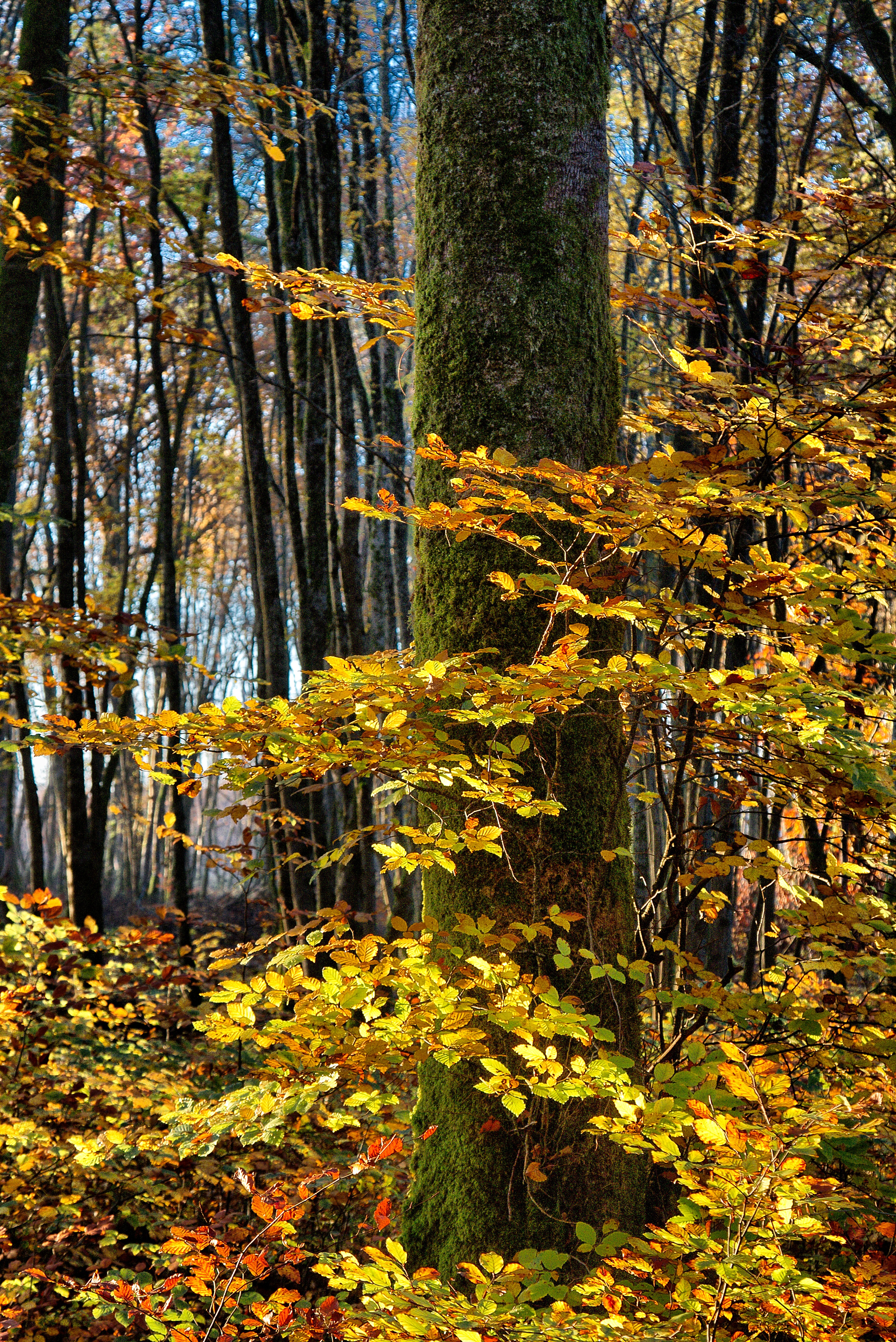 108252 descargar fondo de pantalla naturaleza, otoño, madera, bosque, árbol, follaje: protectores de pantalla e imágenes gratis