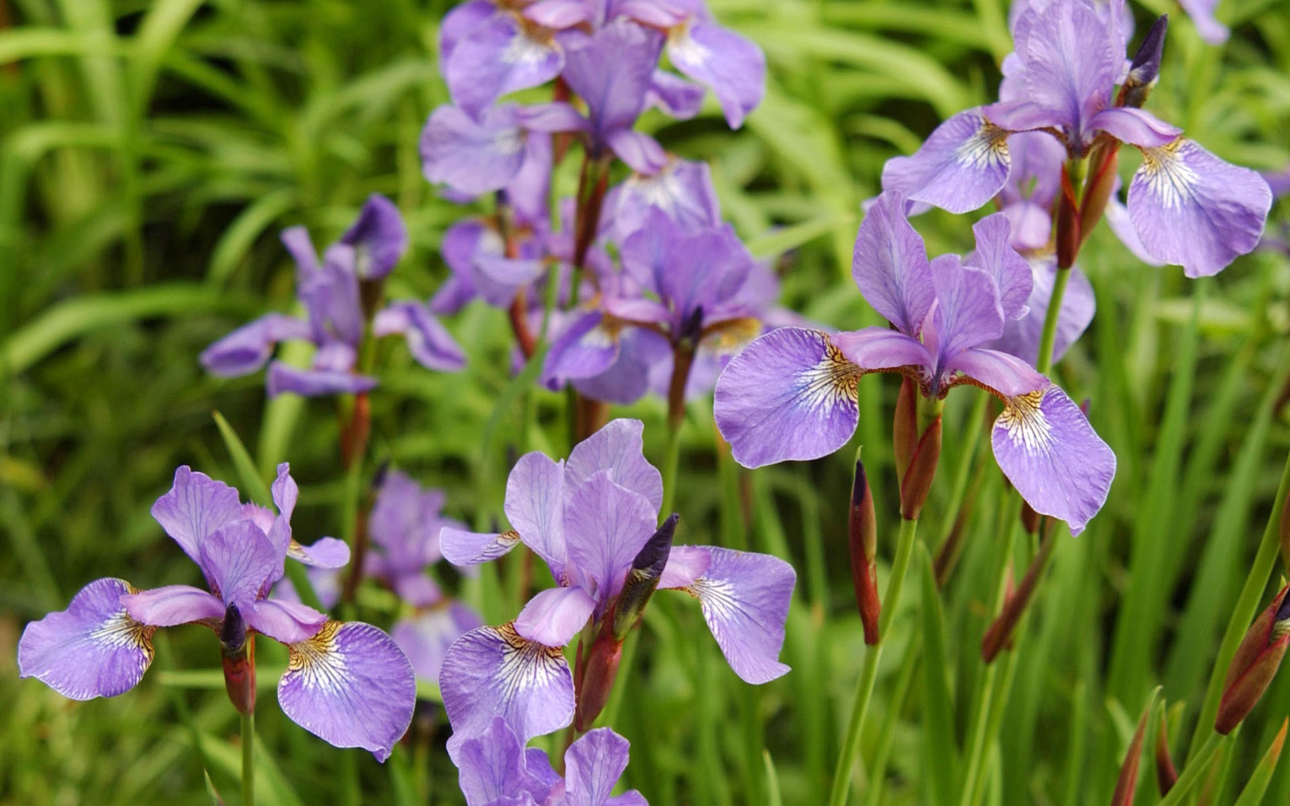 Download mobile wallpaper Iris, Flowers, Petals, Leaves, Buds for free.