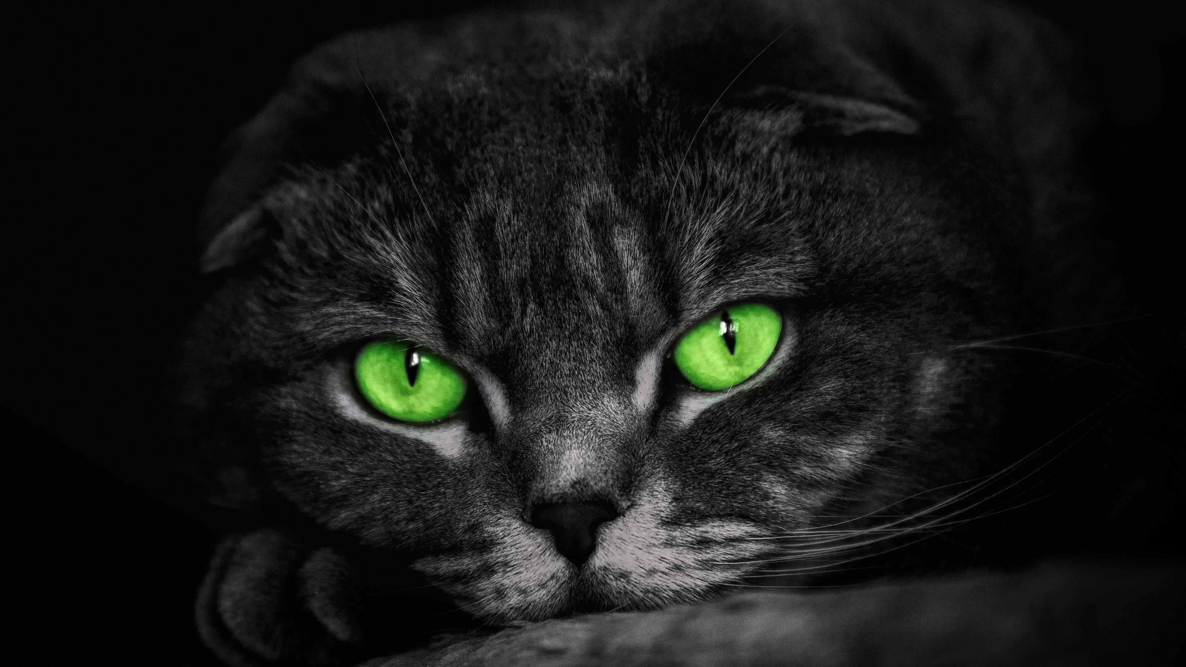 Черная кошка с зелеными глазами