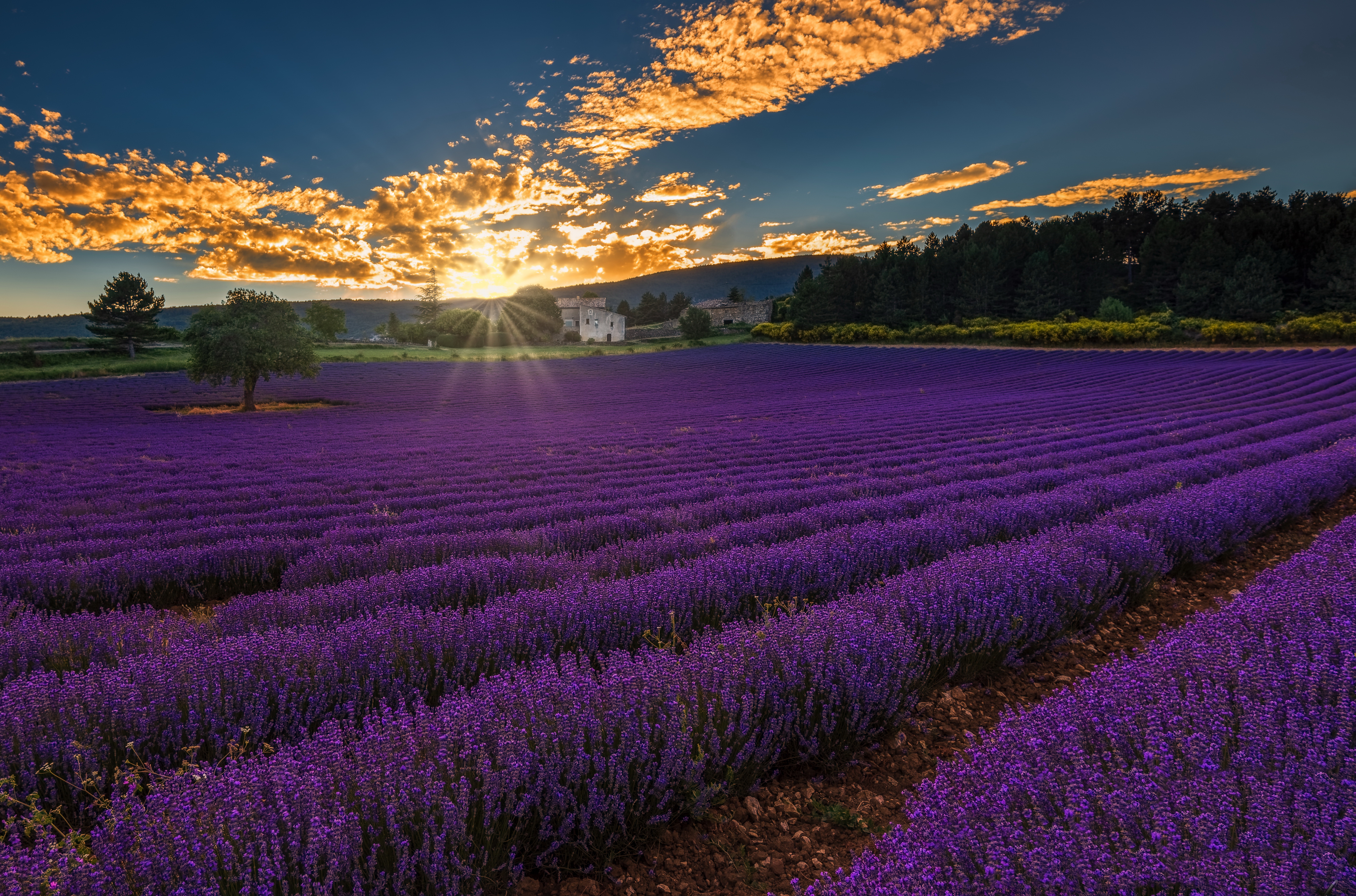 Download mobile wallpaper Landscape, Flowers, Sunset, Earth, Field, France, Provence, Lavender for free.