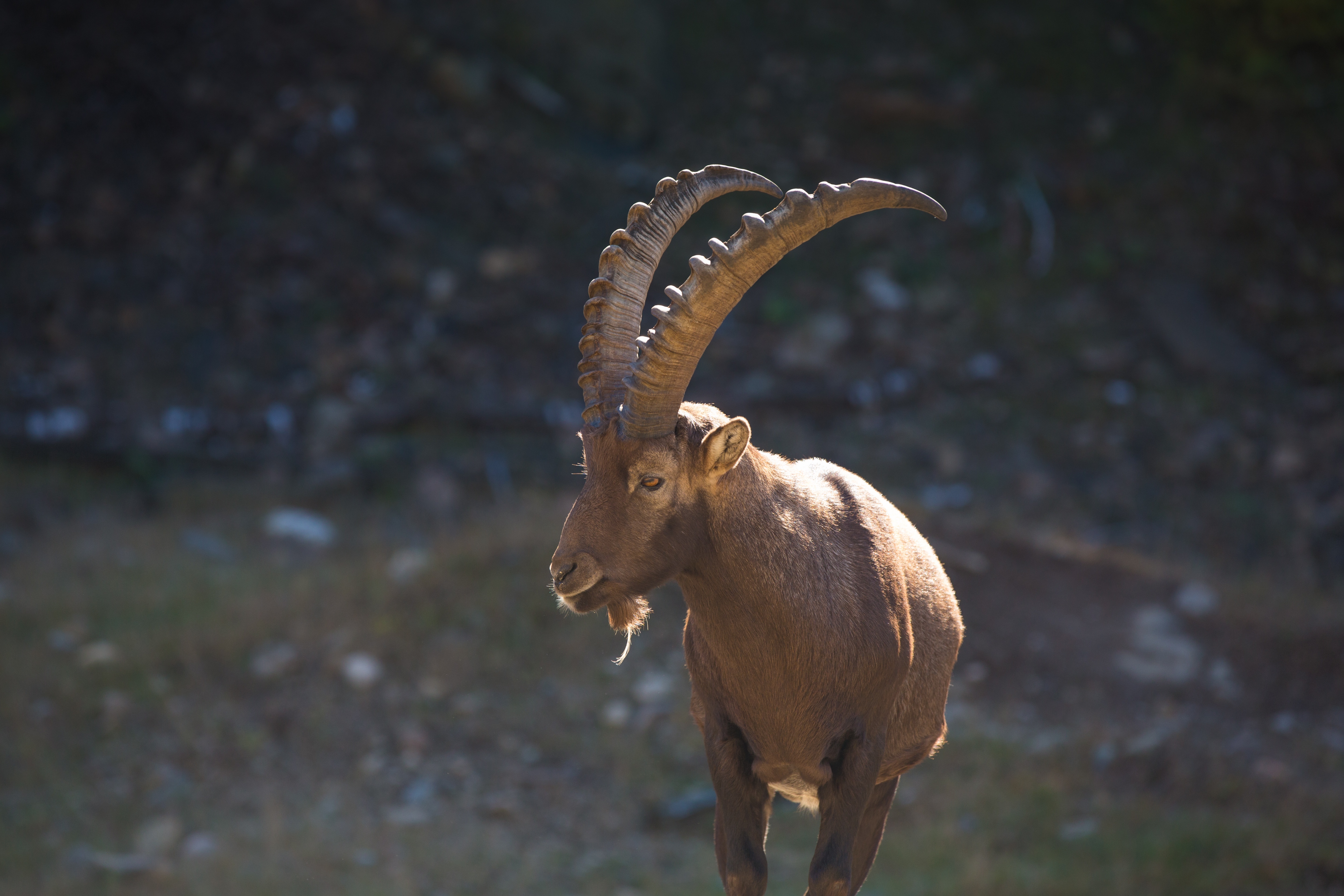 Download mobile wallpaper Animals, Mountain Goat, Horns, Alps for free.