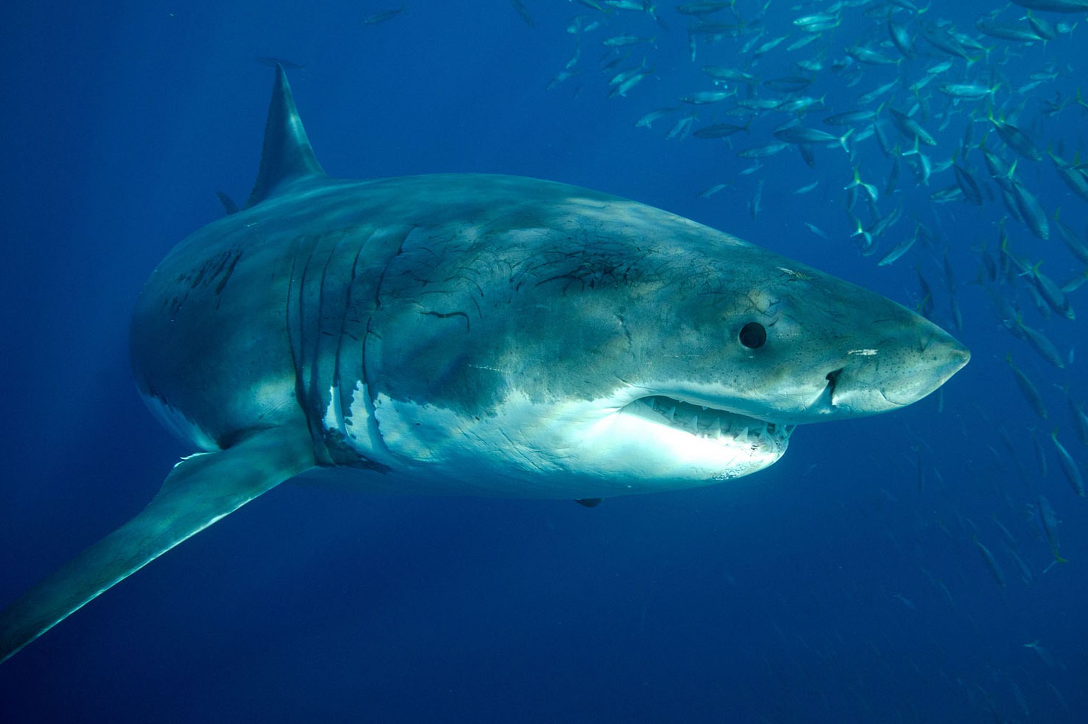 Новогвинейская Речная акула