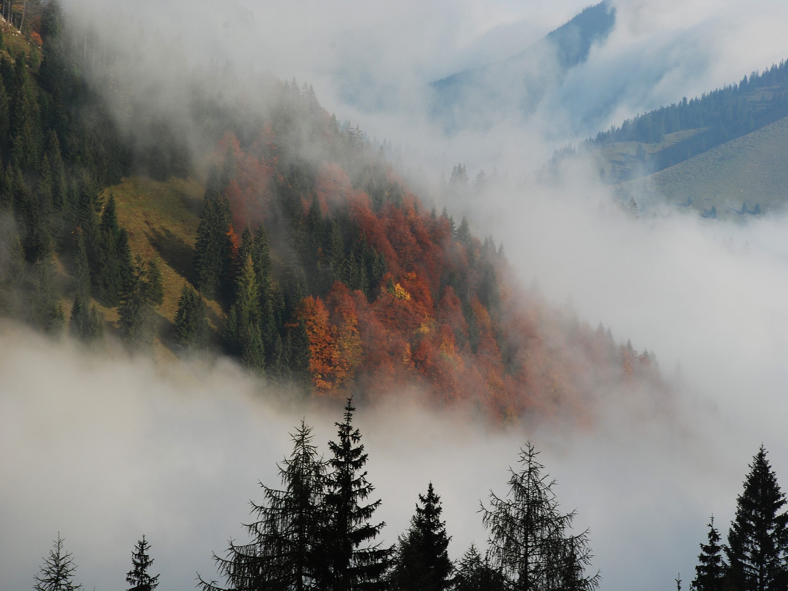 Лес горы слились все. Лес Триллемарка-Роллагсфьелл. Туман. Туманный лес. Лес в тумане.