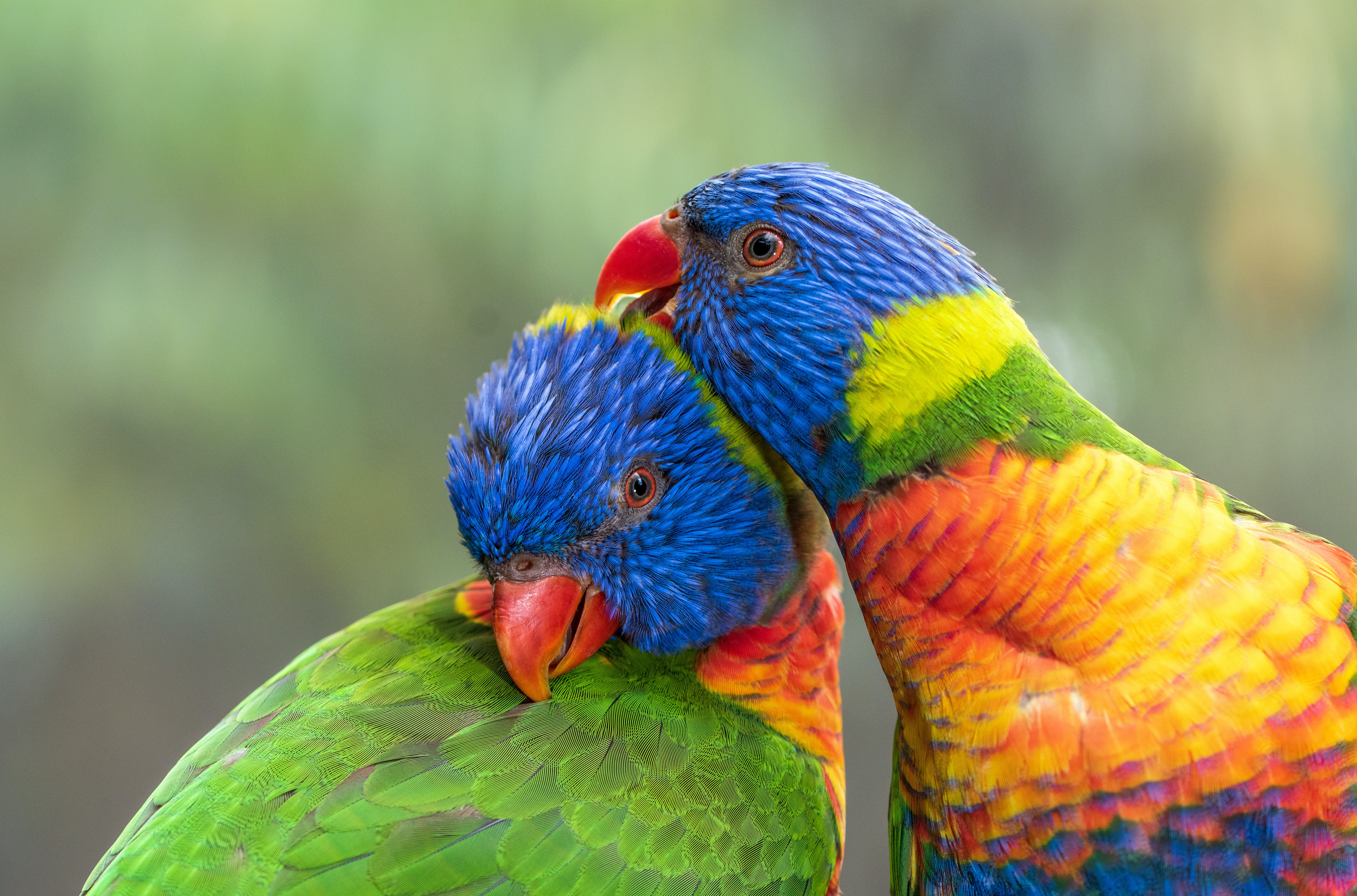 85031 скачать картинку попугаи, птицы, животные, многоцветный лорикет, разноцветный - обои и заставки бесплатно