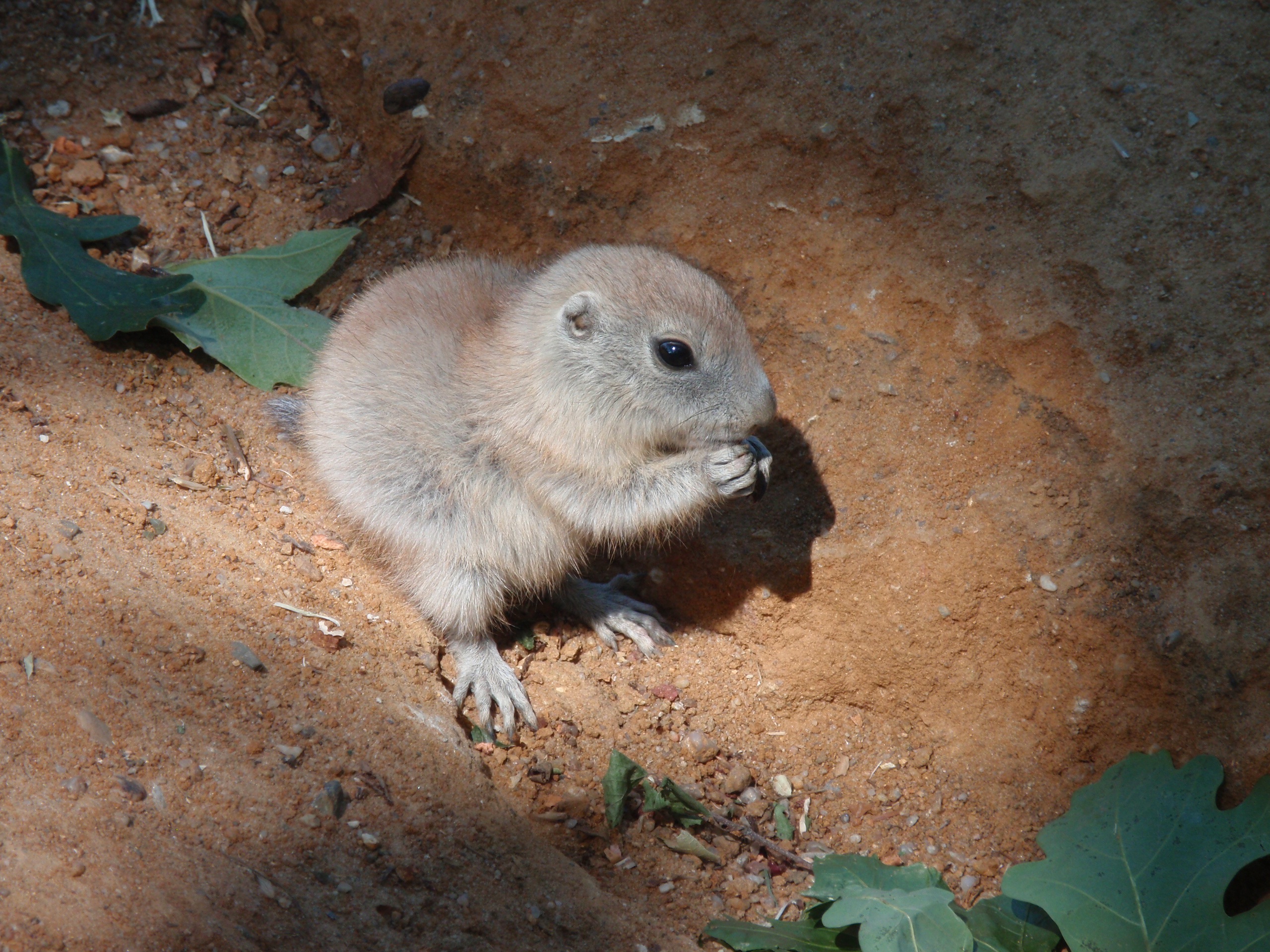 animal, prairie dog, baby animal, rodent for android
