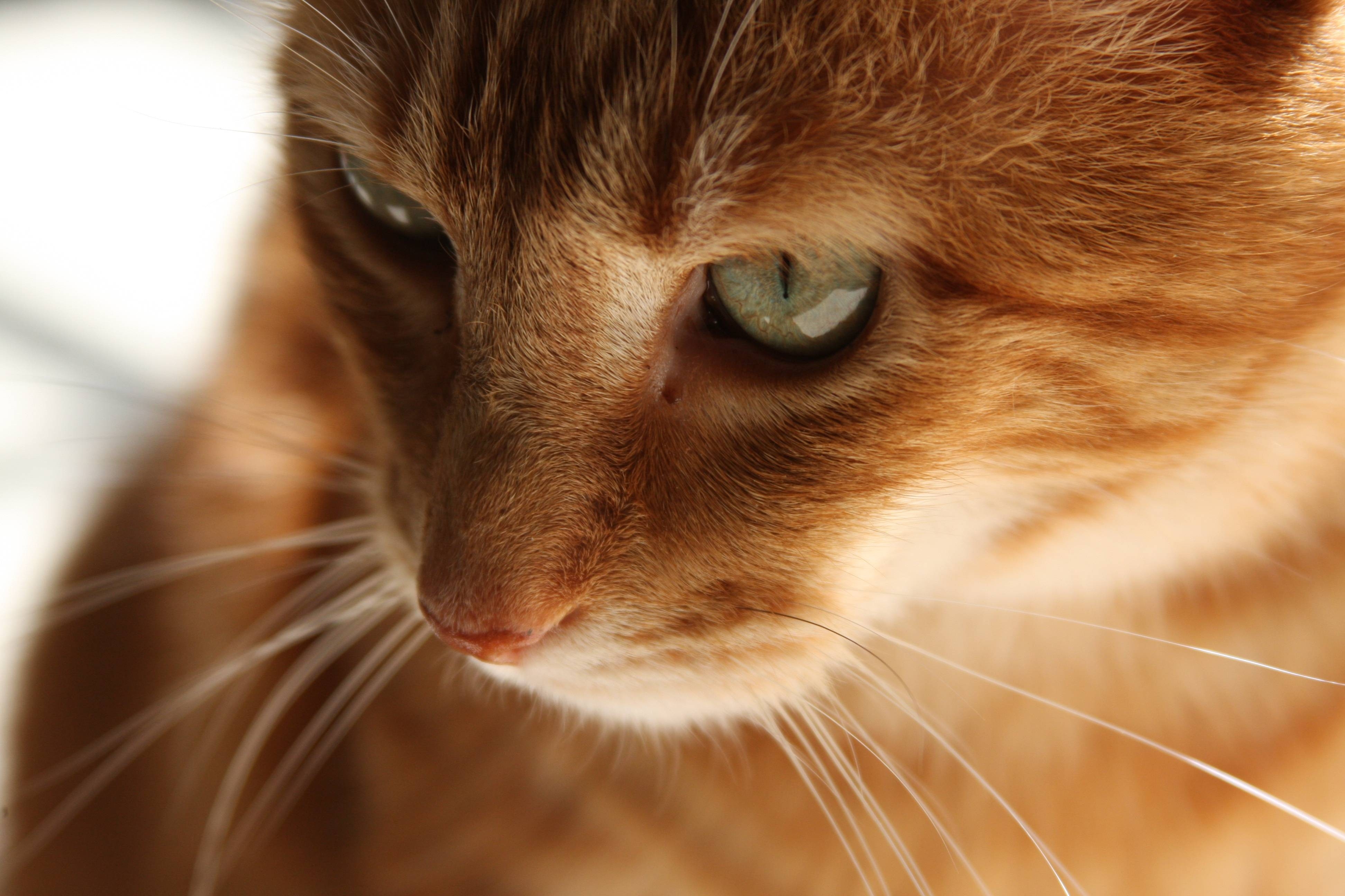 kitty, animals, red, cat, kitten, muzzle, redhead desktop HD wallpaper