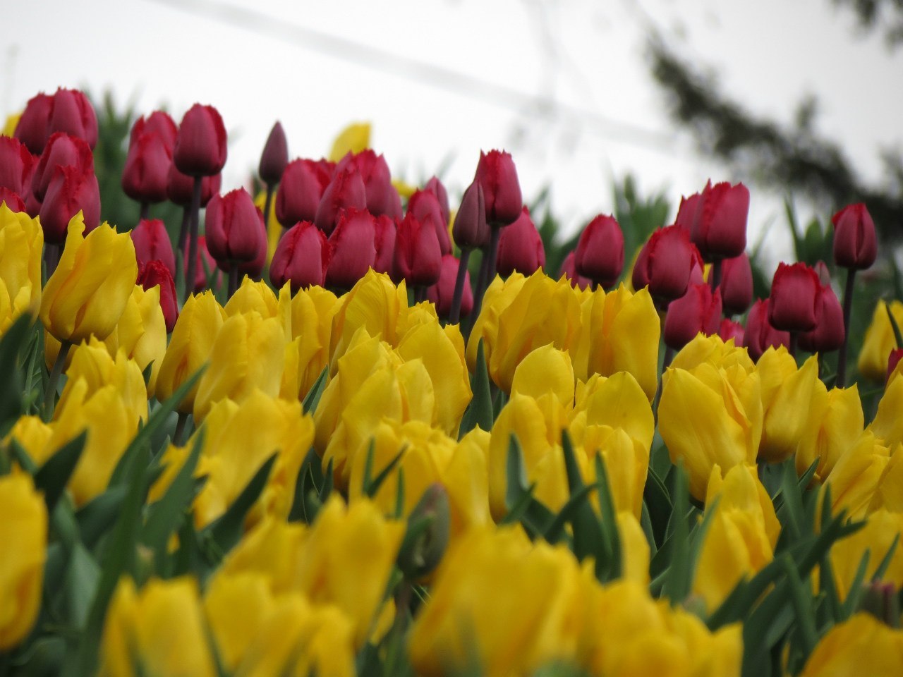 48194 télécharger le fond d'écran plantes, fleurs, tulipes, jaune - économiseurs d'écran et images gratuitement