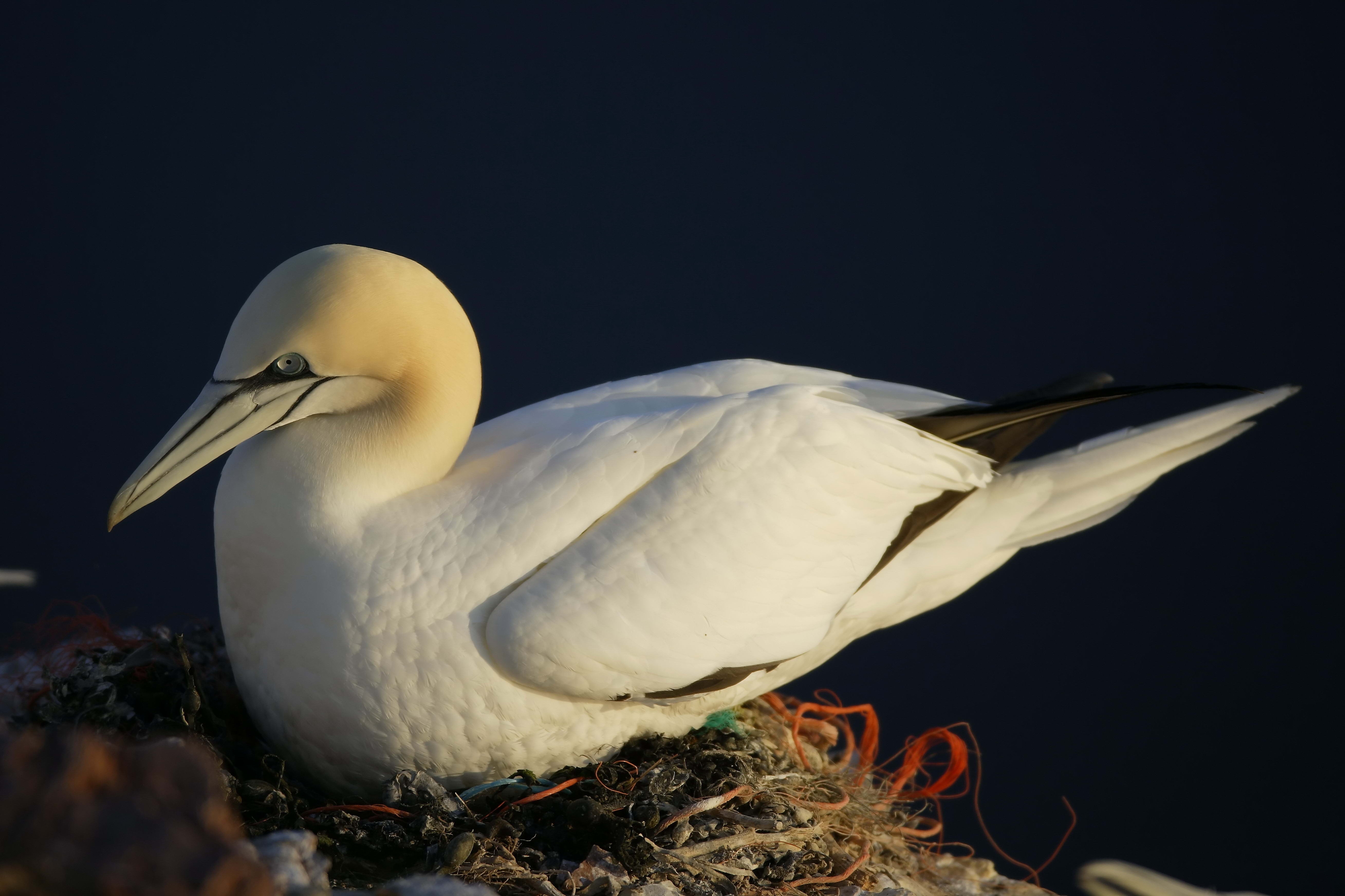 Download mobile wallpaper Gull, Animals, Nest, Seagull, Bird for free.