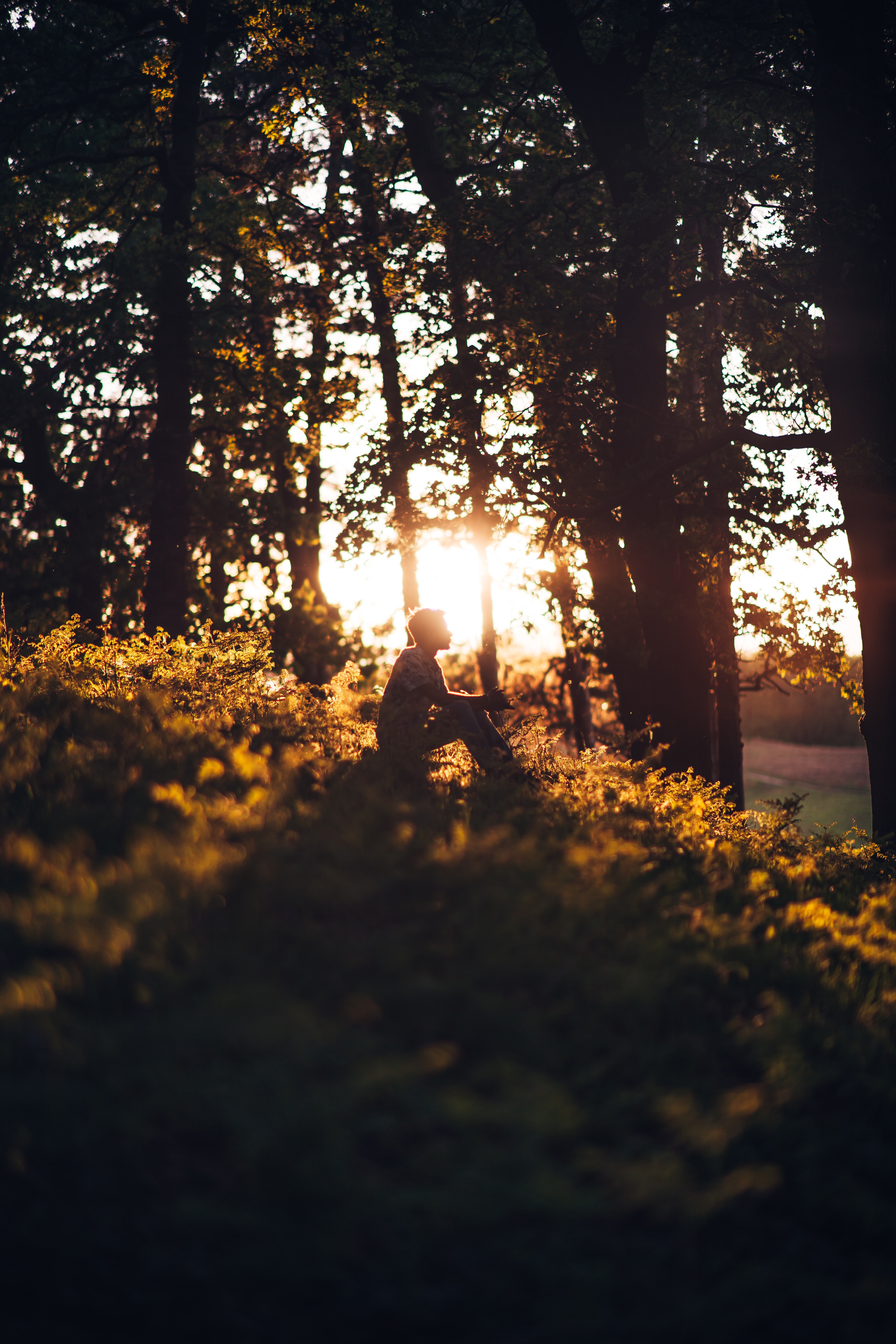 Download mobile wallpaper Human, Forest, Person, Miscellanea, Sun, Shine, Loneliness, Miscellaneous, Light for free.