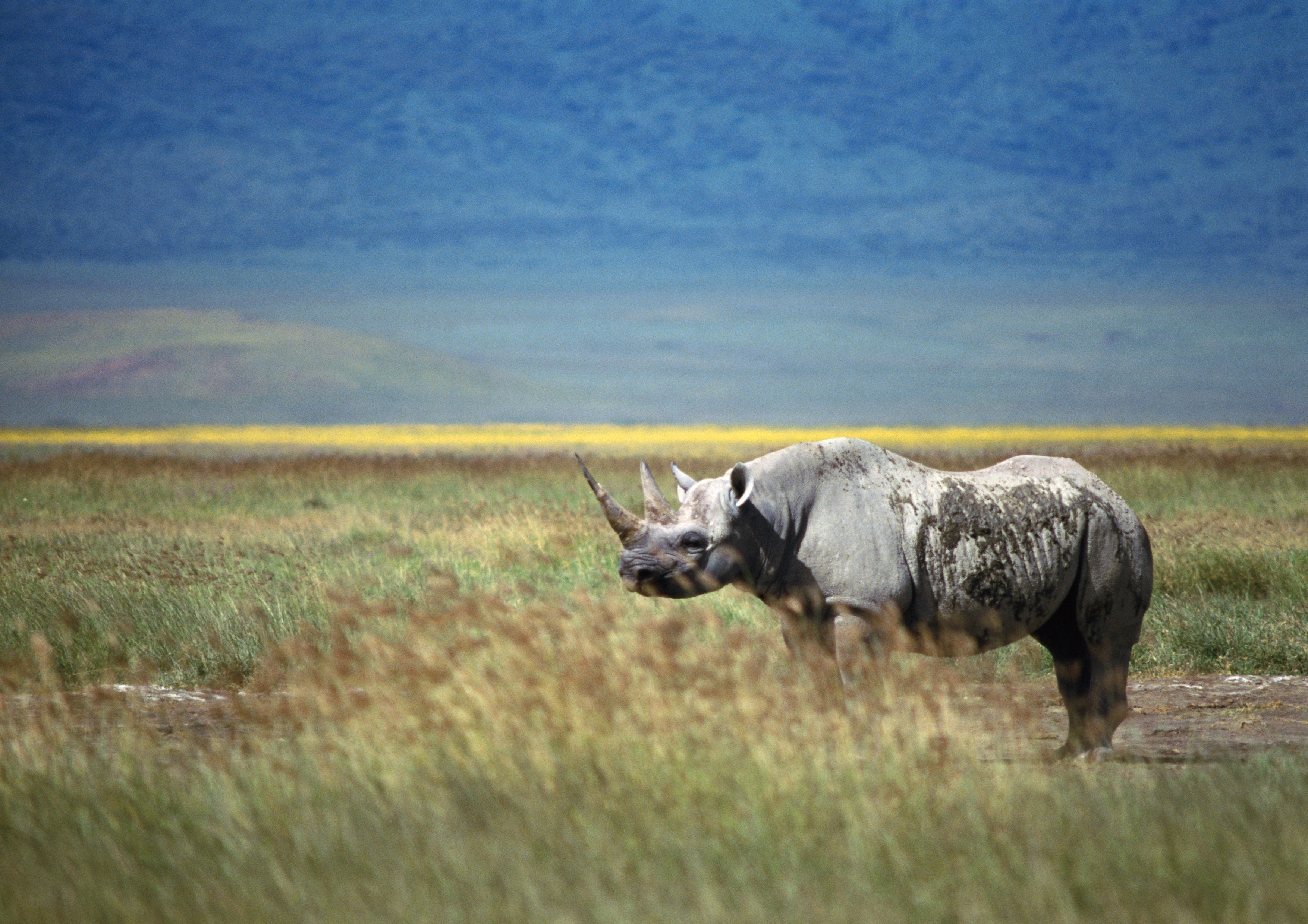 269853 скачать обои животные, носорог - заставки и картинки бесплатно