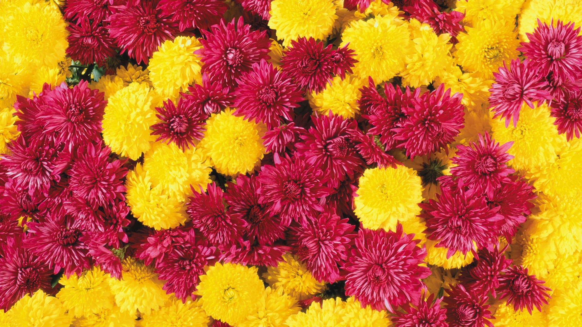  Flowers HQ Background Images