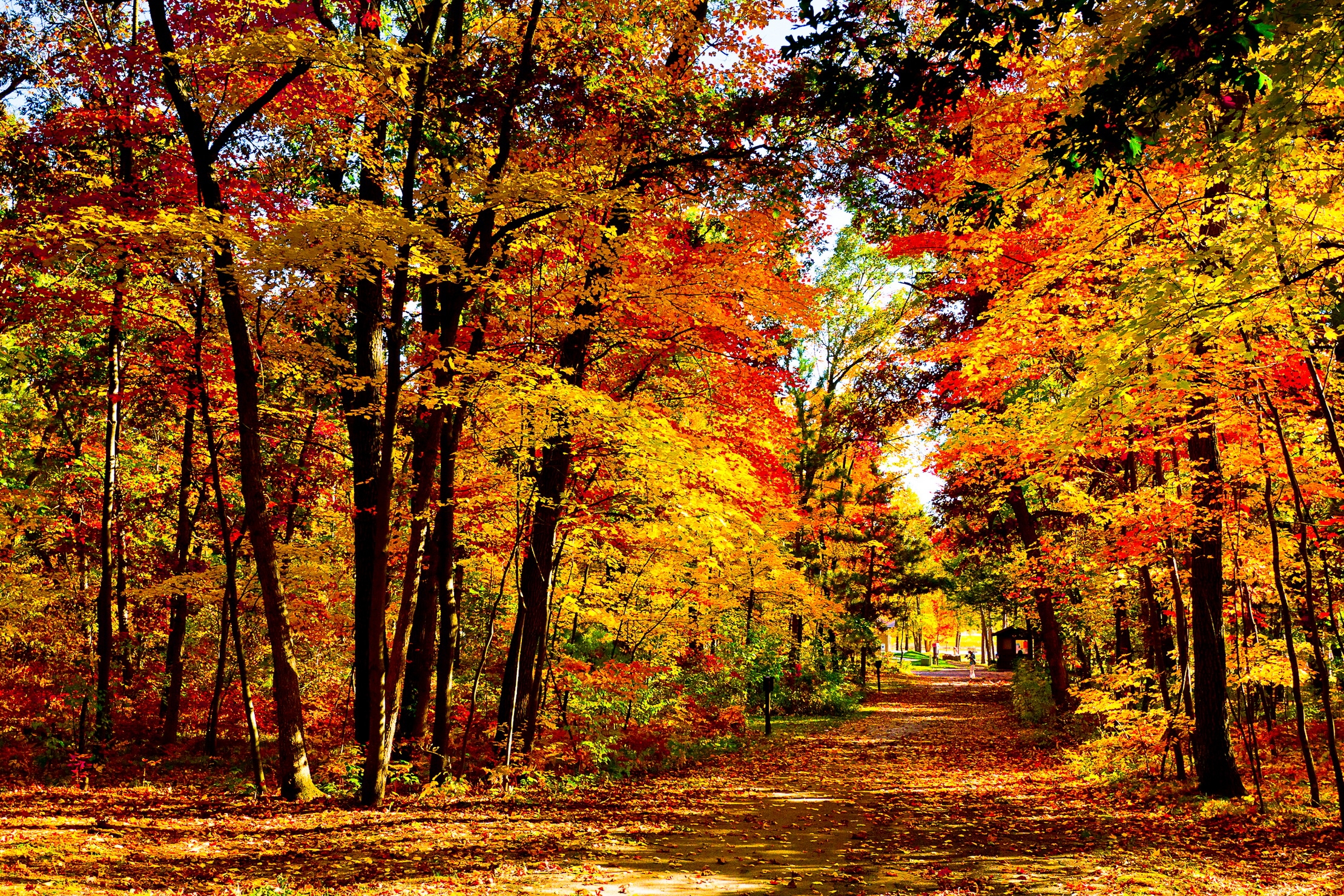 92266 скачать обои осень, листопад, природа, висконсин, ярко, дорога, деревья, лес, сша - заставки и картинки бесплатно