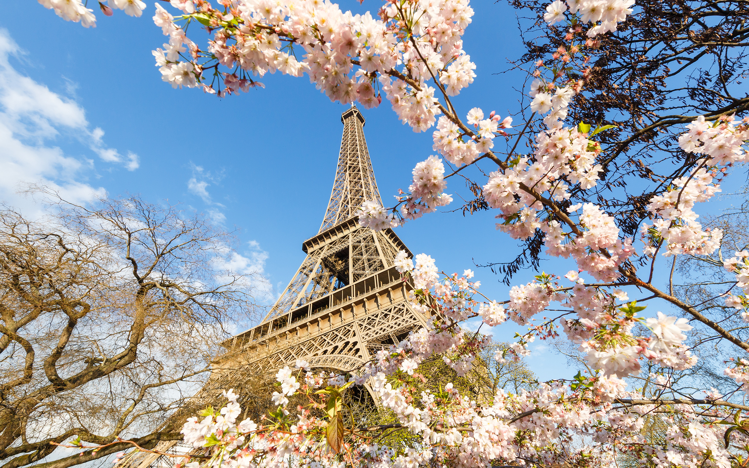 paris, spring, blossom, pink flower, eiffel tower, man made, france, monument, monuments HD wallpaper