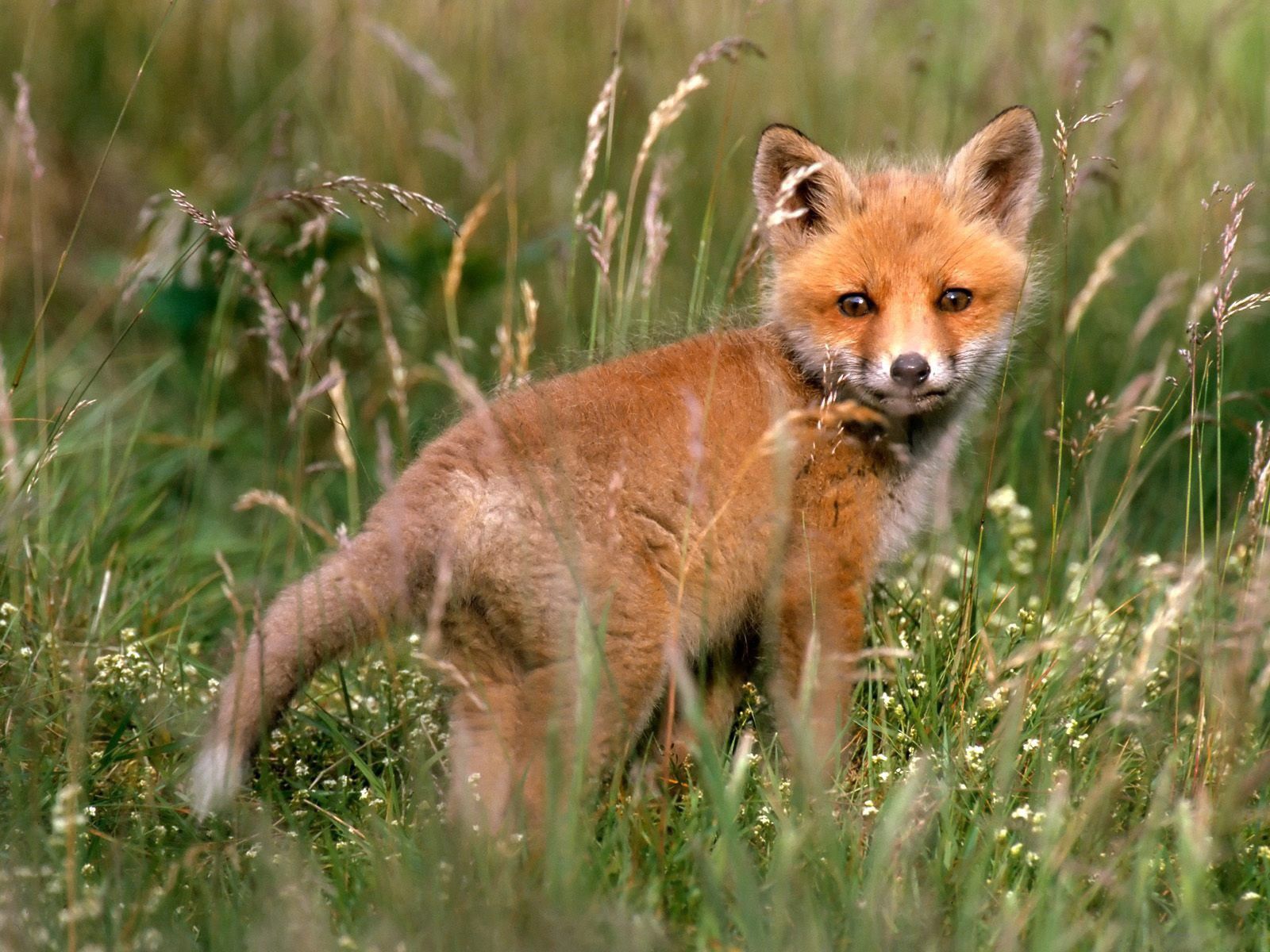 animals, grass, fox, young, stroll, joey cell phone wallpapers