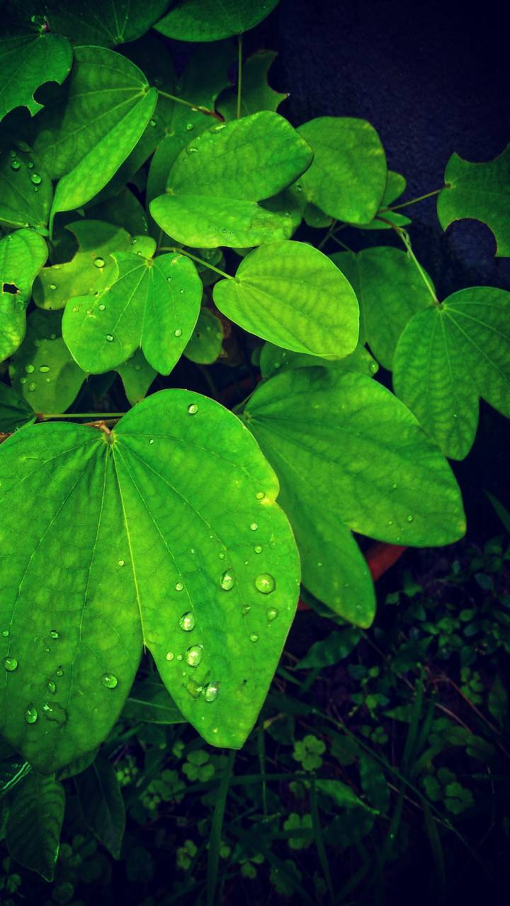 1299393 free download Green wallpapers for phone,  Green images and screensavers for mobile