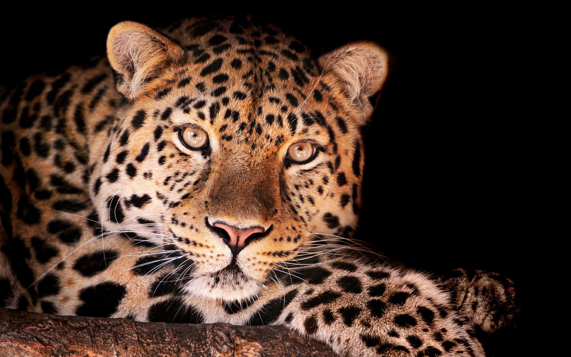 animals, leopards, orange cell phone wallpapers