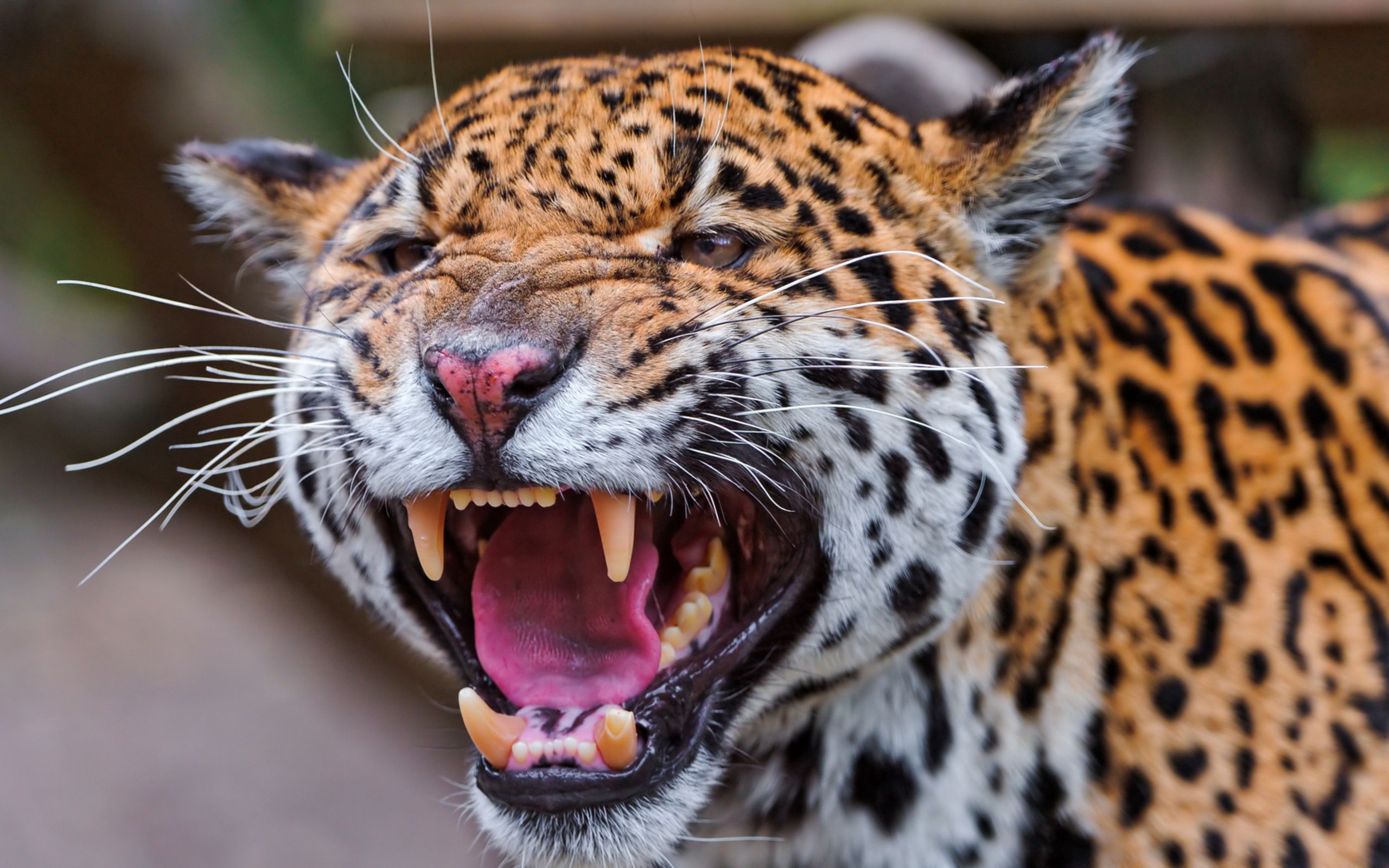 154100 Hintergrundbild herunterladen tiere, jaguar, schnauze, gefleckt, fleckig, raubtier, predator, große katze, big cat - Bildschirmschoner und Bilder kostenlos