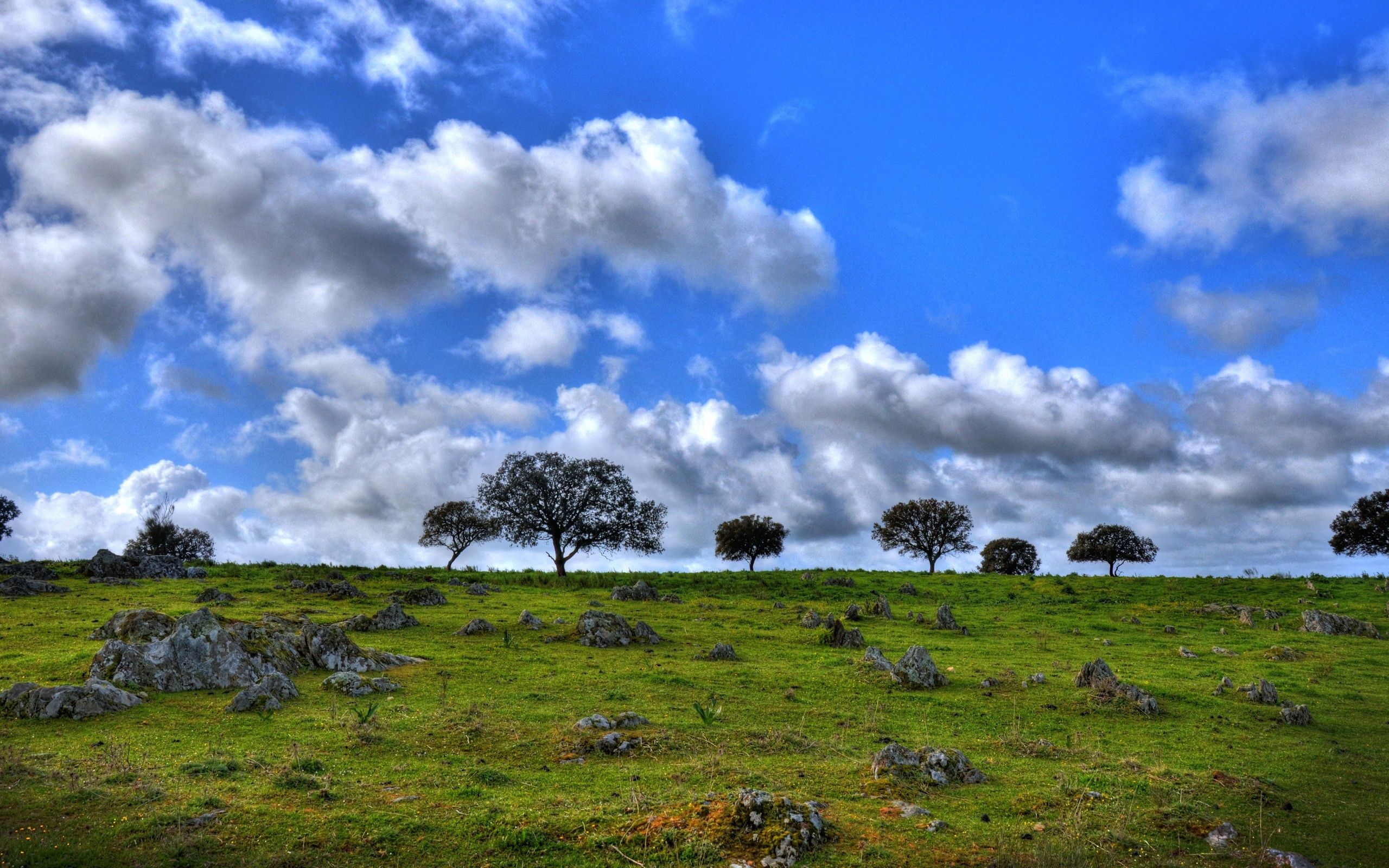 Laden Sie das Horizont, Natur, Clouds, Grass, Sky, Blumen, Sommer-Bild kostenlos auf Ihren PC-Desktop herunter