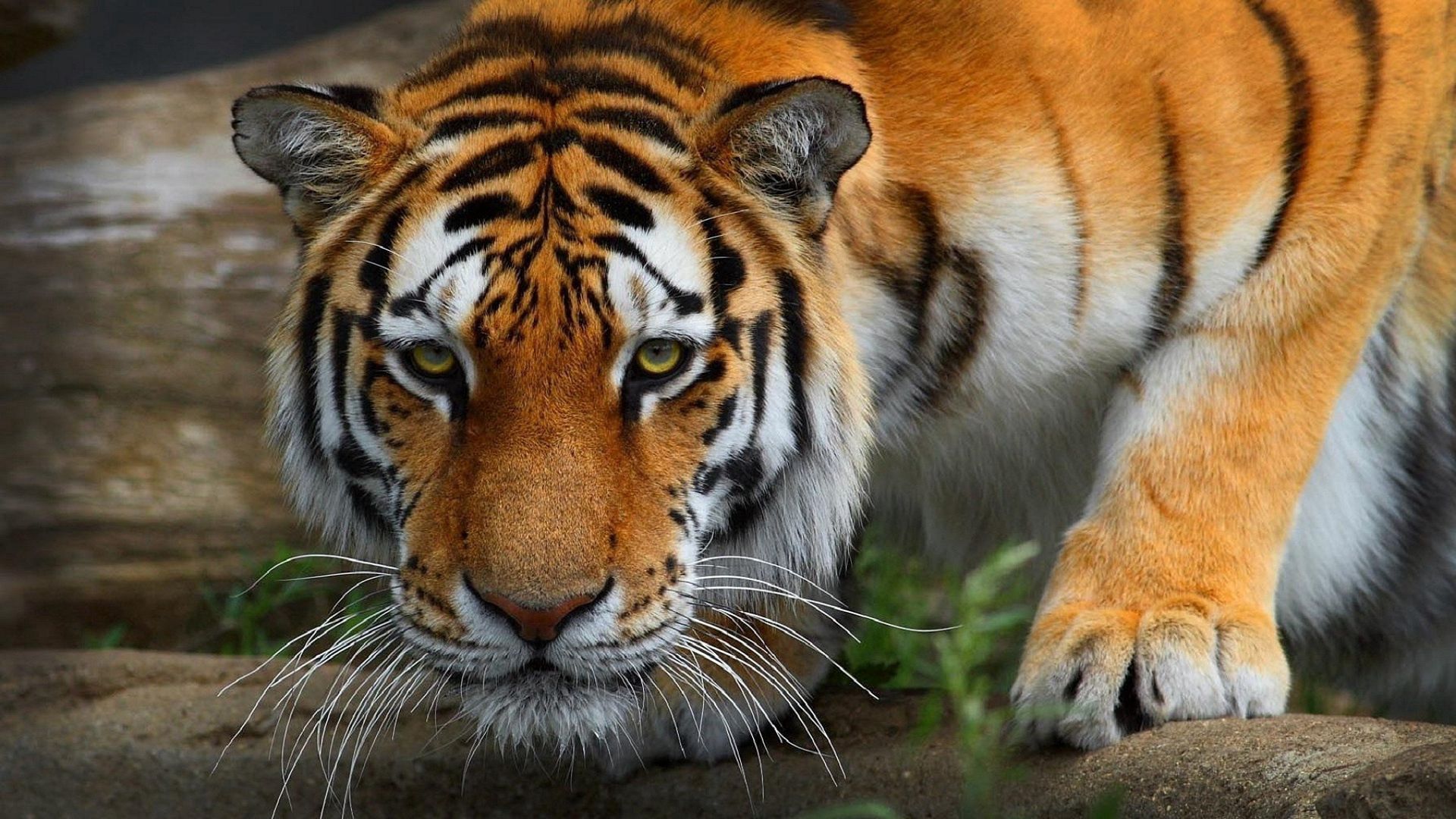 Laden Sie das Wilde Katze, Wildkatze, Tiere, Raubtier, Predator, Tiger-Bild kostenlos auf Ihren PC-Desktop herunter