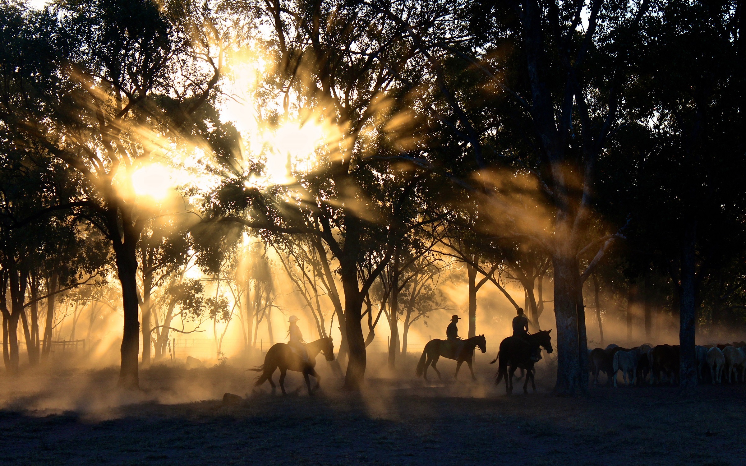 cowboy, photography, australia, cattle, horse, outback, sunbeam, sunlight, tree, victoria (australia)