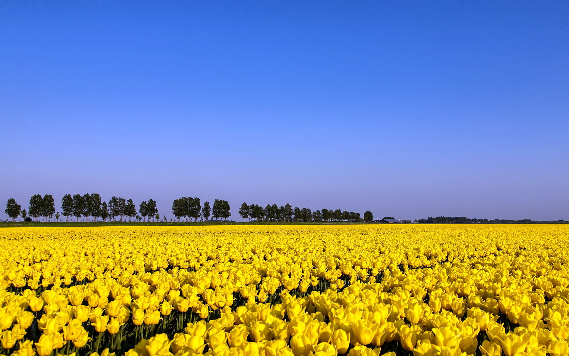 Yelow. Рапсовые поля Кореи. Поля рапса в Корее. Желтое поле. Поле желтых тюльпанов.