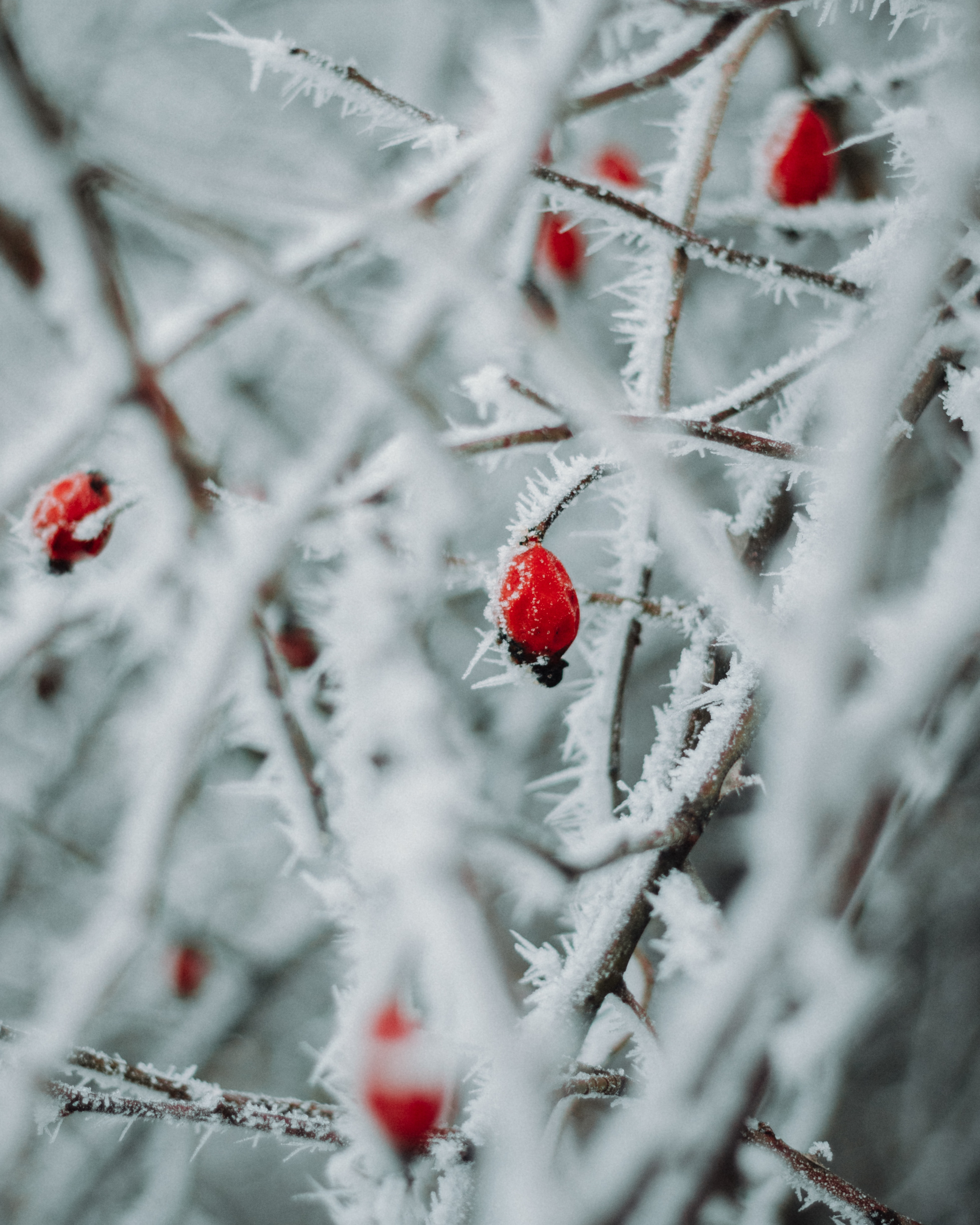 Download mobile wallpaper Branches, Macro, Winter, Berries, Ice for free.