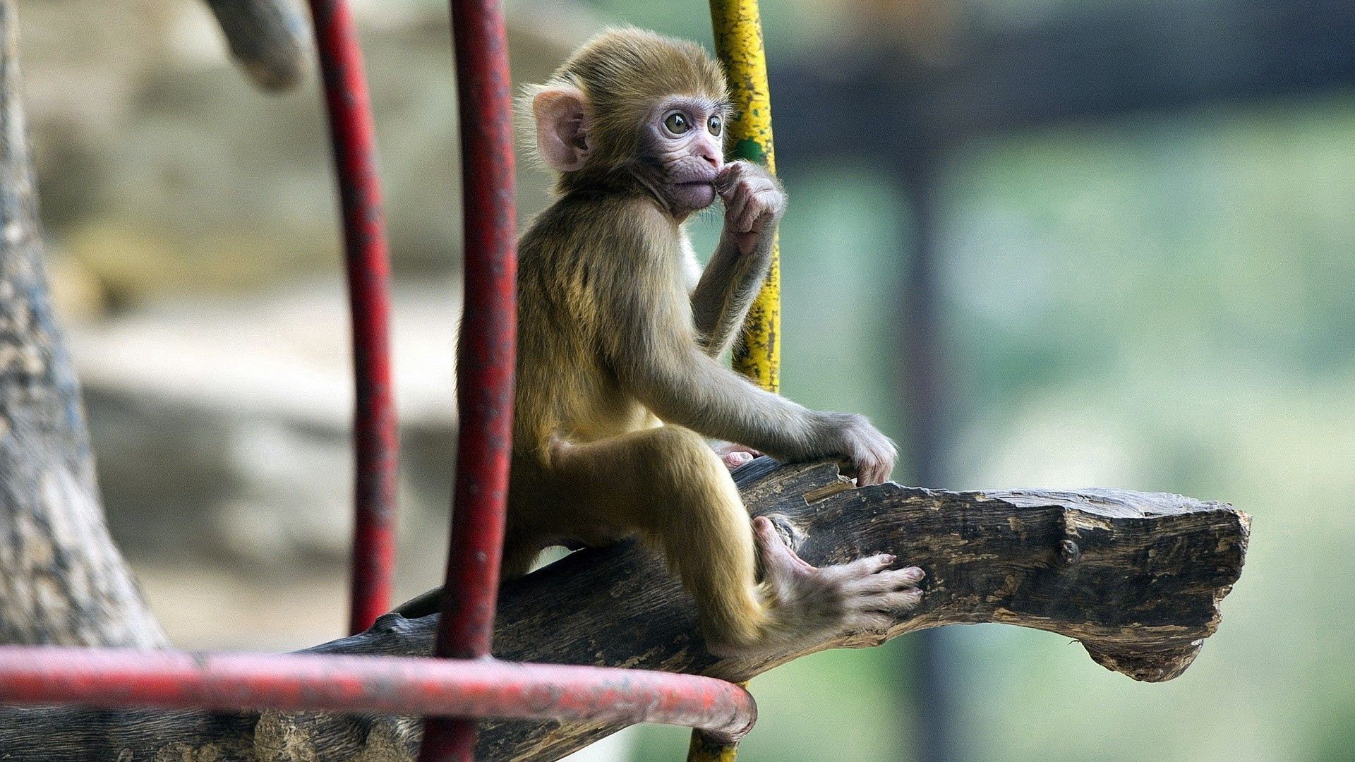monkey, kid, animals, sit, tot, marmoset Free Stock Photo