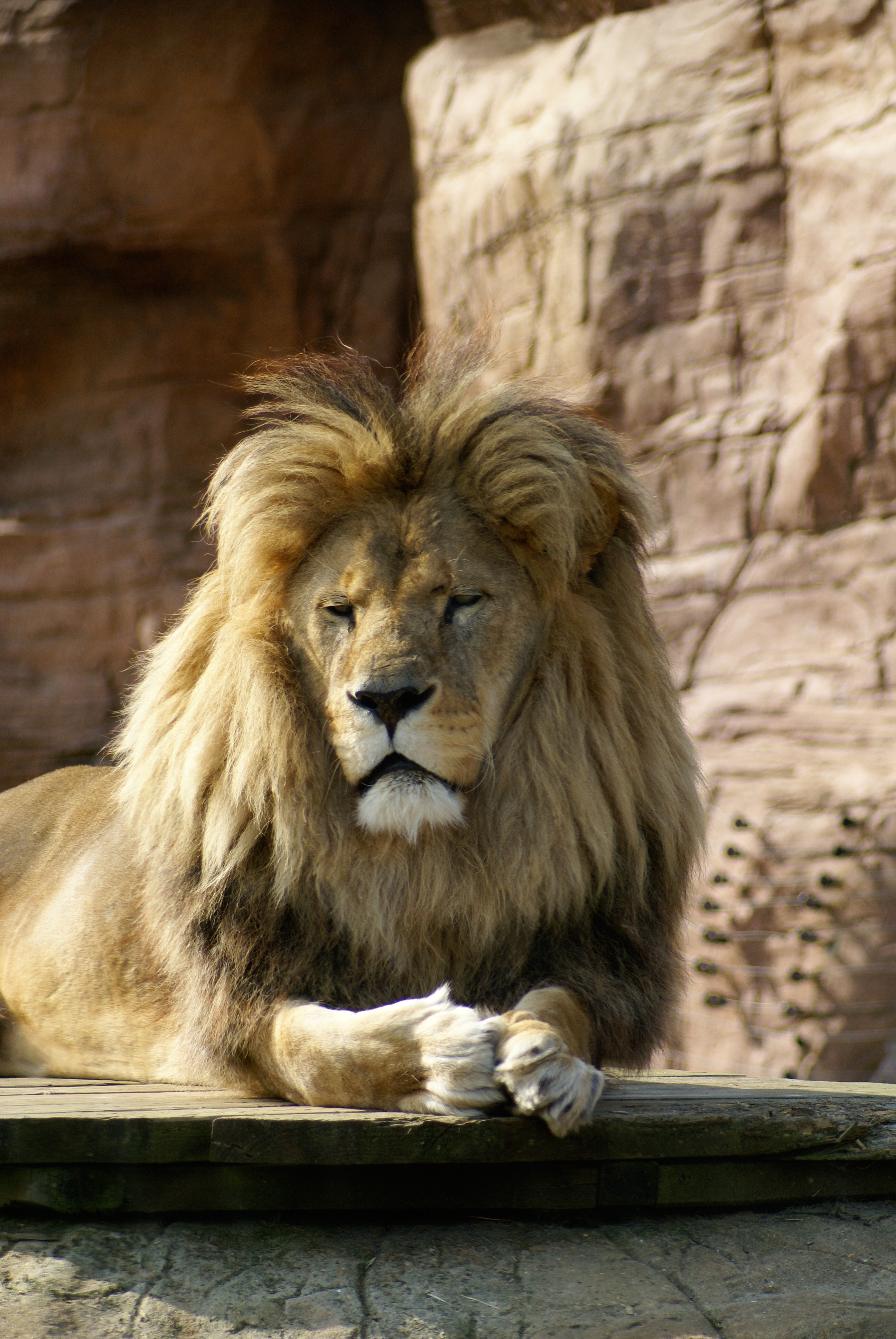 PC Wallpapers animals, brown, lion, big cat, animal, king of beasts, king of the beasts