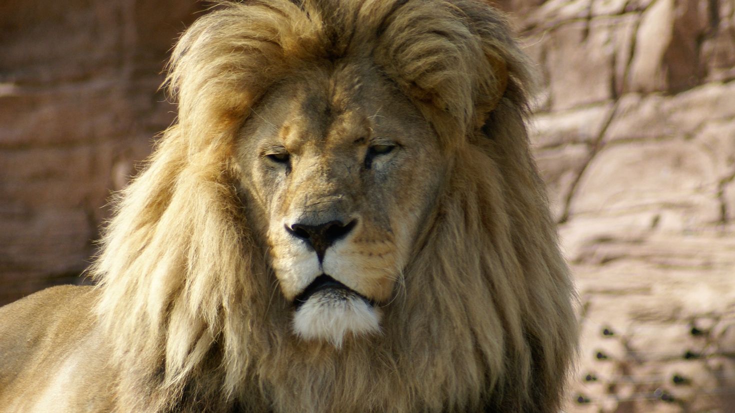 Царь зверей том 2. Огромный Лев. Коричневый Лев. Животные картинки Лев. Лев царь зверей фото.