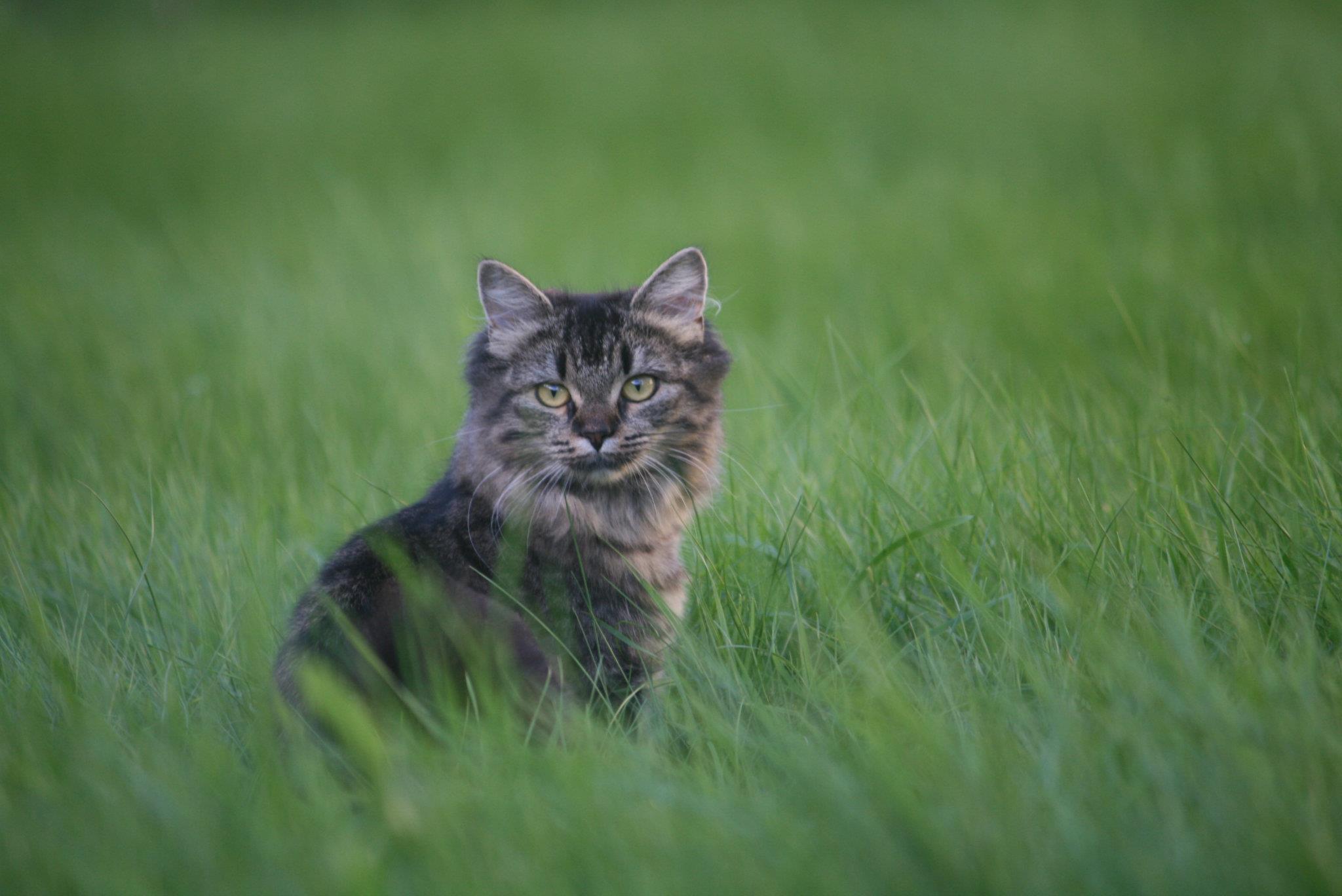 Серая кошка в траве