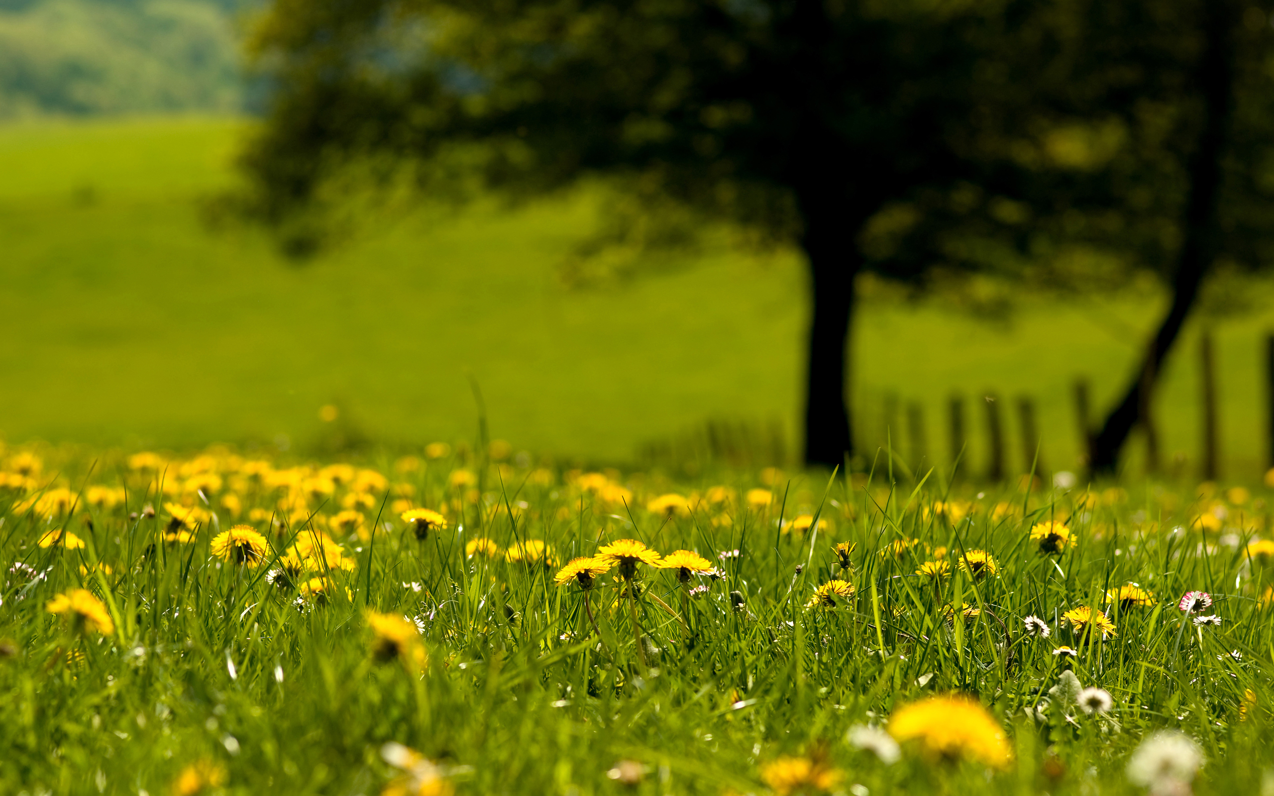 Download mobile wallpaper Dandelion, Yellow Flower, Field, Nature, Tree, Grass, Earth for free.