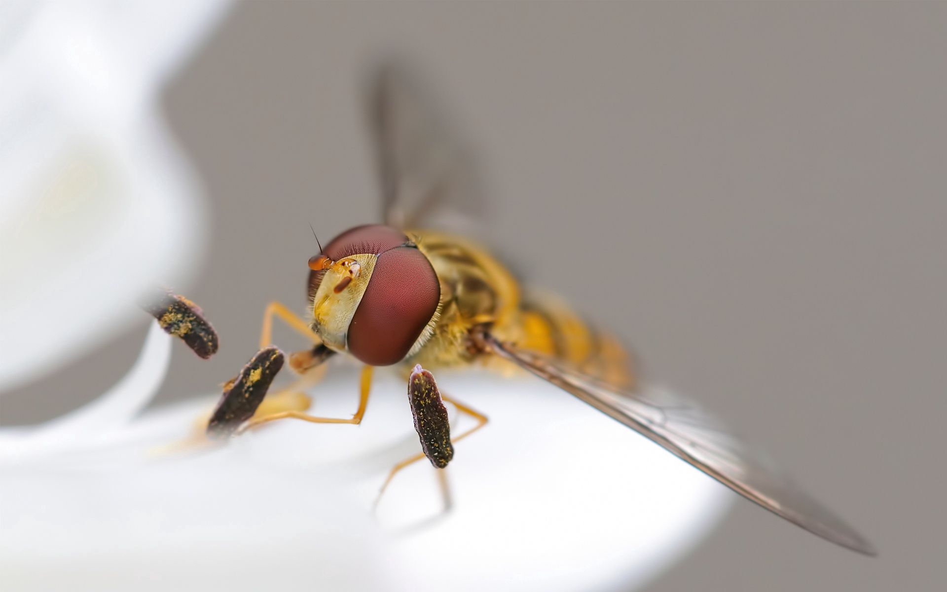insect, macro, eyes, bee, wings 1080p
