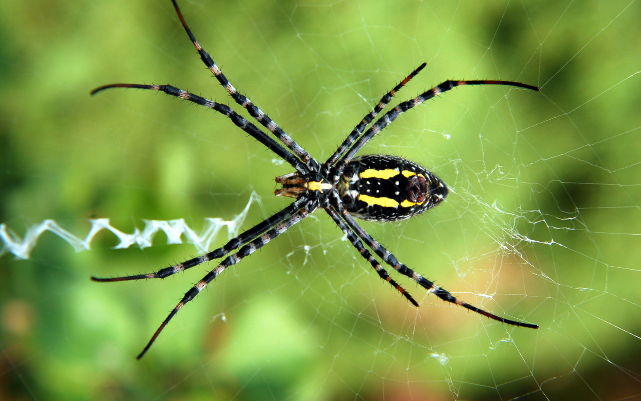 1457820 скачать картинку животные, паук, паукообразный, крупный план, паутина - обои и заставки бесплатно