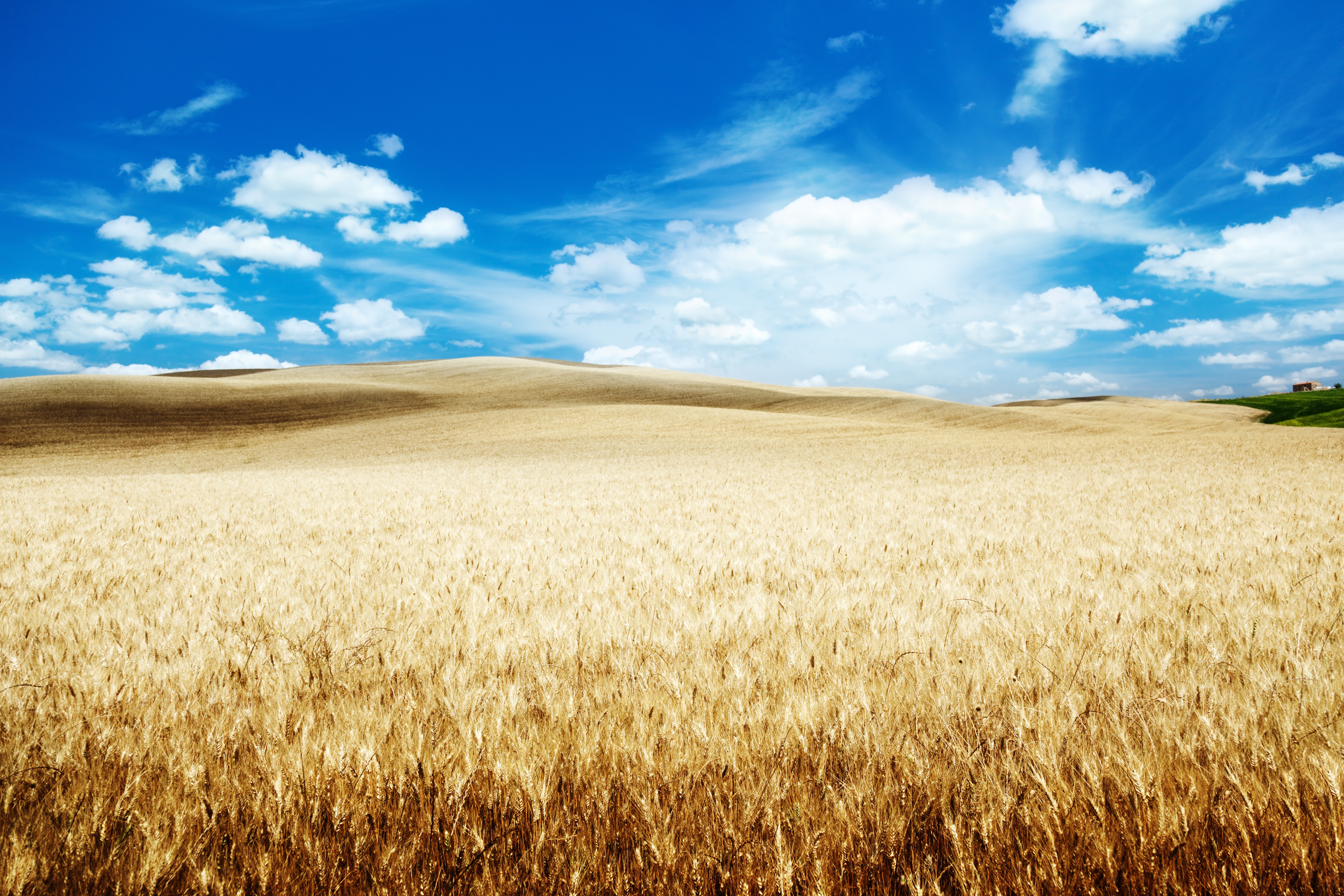 Download mobile wallpaper Nature, Sky, Summer, Wheat, Earth, Field, Hill, Cloud for free.