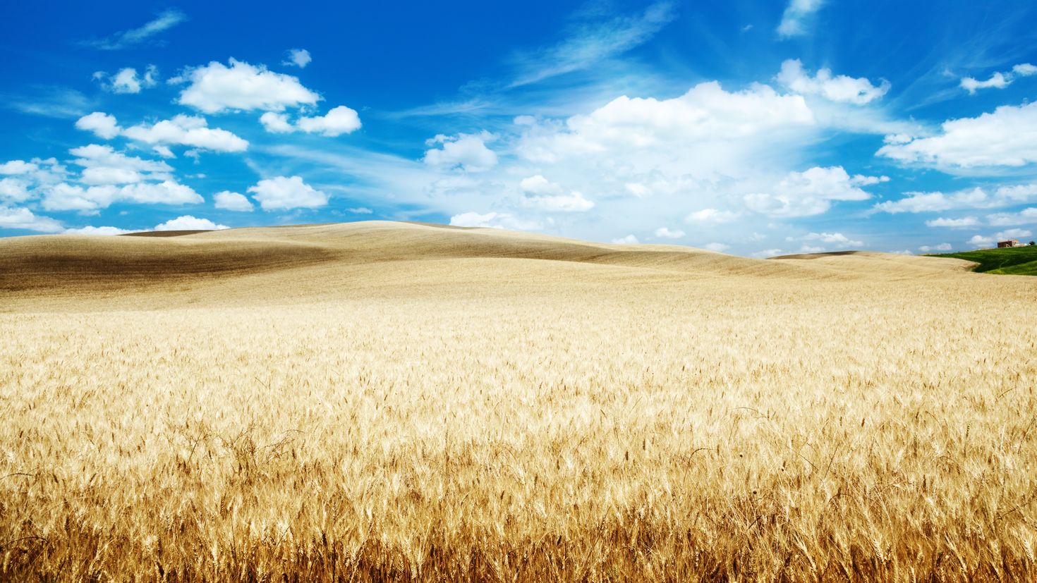 Пшеничное поле сверху