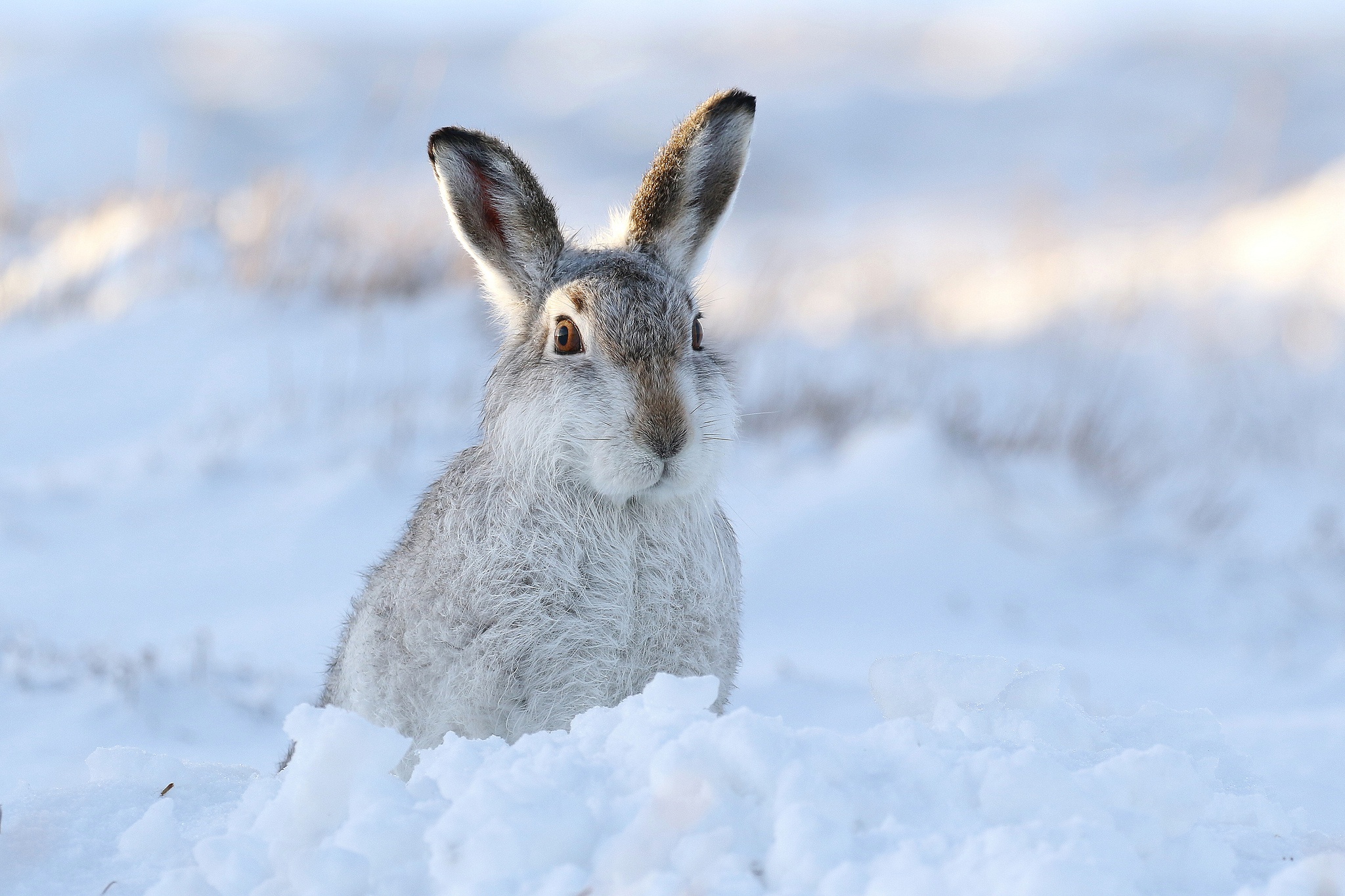 Lock Screen PC Wallpaper animal, hare, snow, winter
