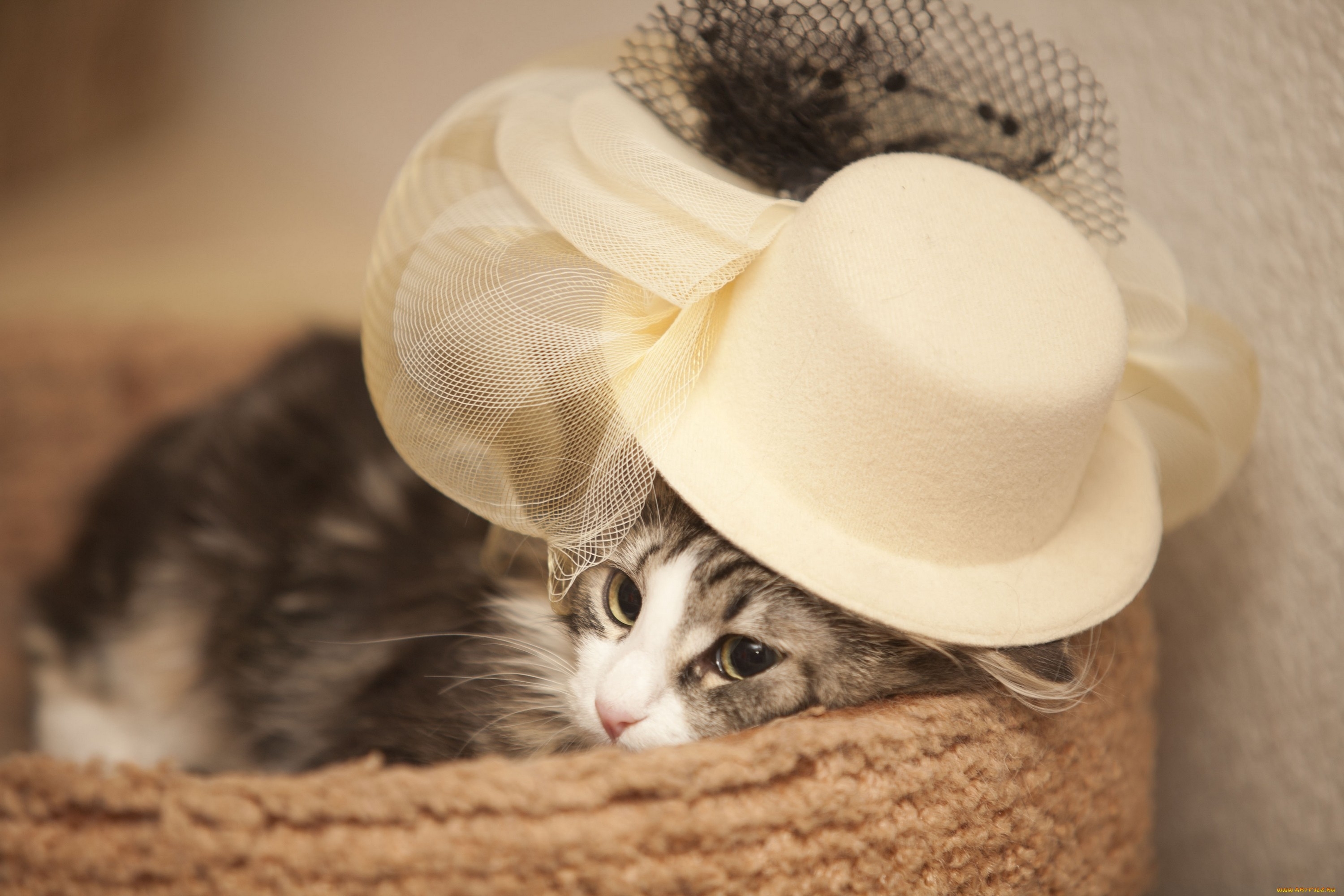 Laden Sie das Hut, Sicht, Meinung, Schnauze, Tiere, Kätzchen-Bild kostenlos auf Ihren PC-Desktop herunter