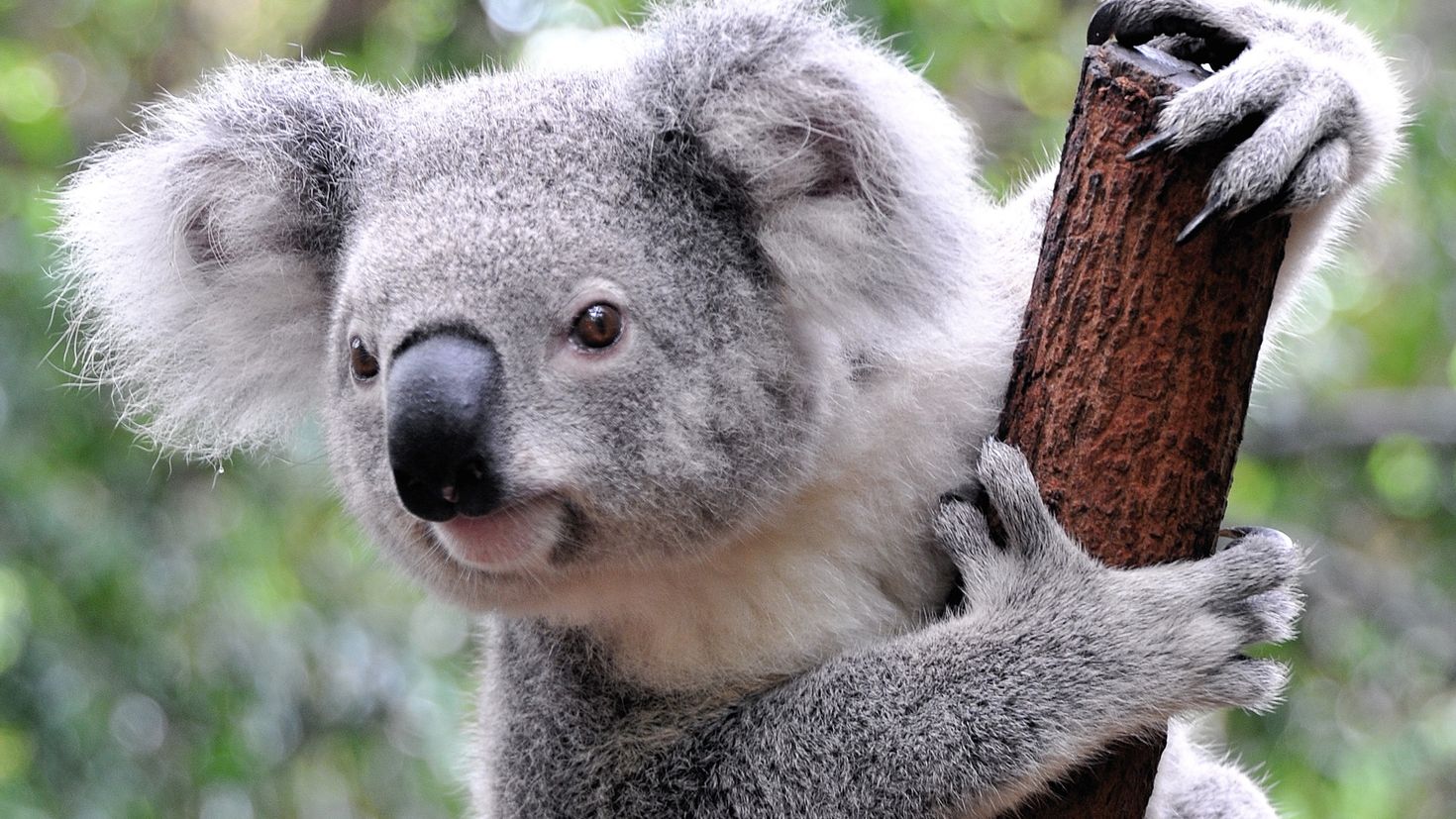 Австралийская коала. Мишка коала. Мокрая коала. Пушистая коала. Красная коала