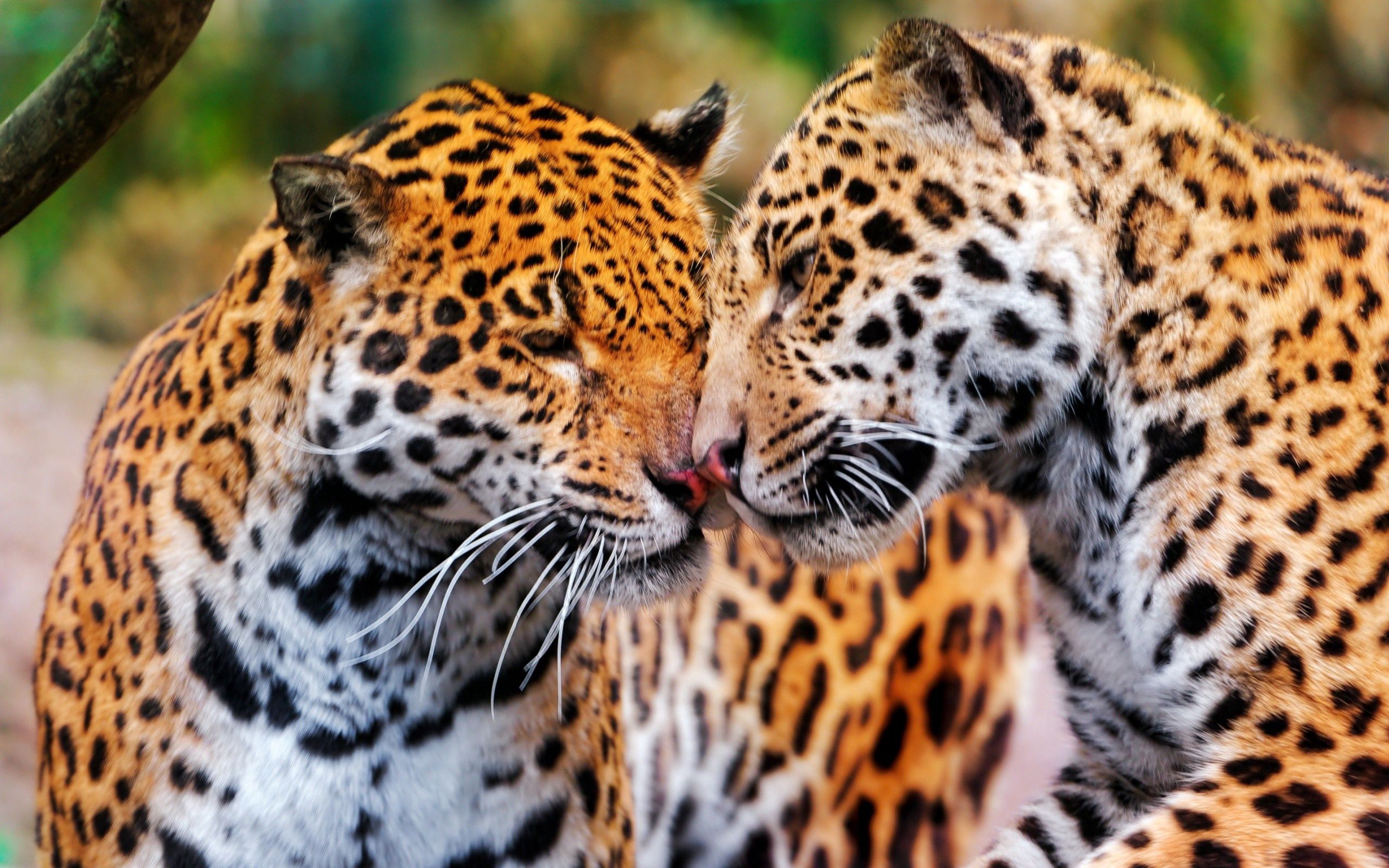 Free download wallpaper Muzzle, Wild Cats, Wildcats, Animals, Pair, Jaguars, Couple on your PC desktop