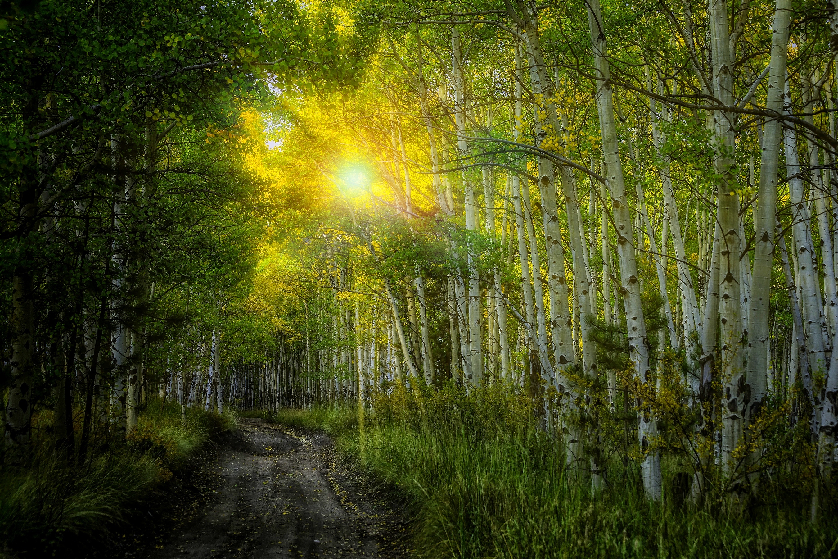 Солнце поднимается и лес озаряется ярко. Природа солнце. "Солнце в лесу". Летний лес. Утро в лесу.