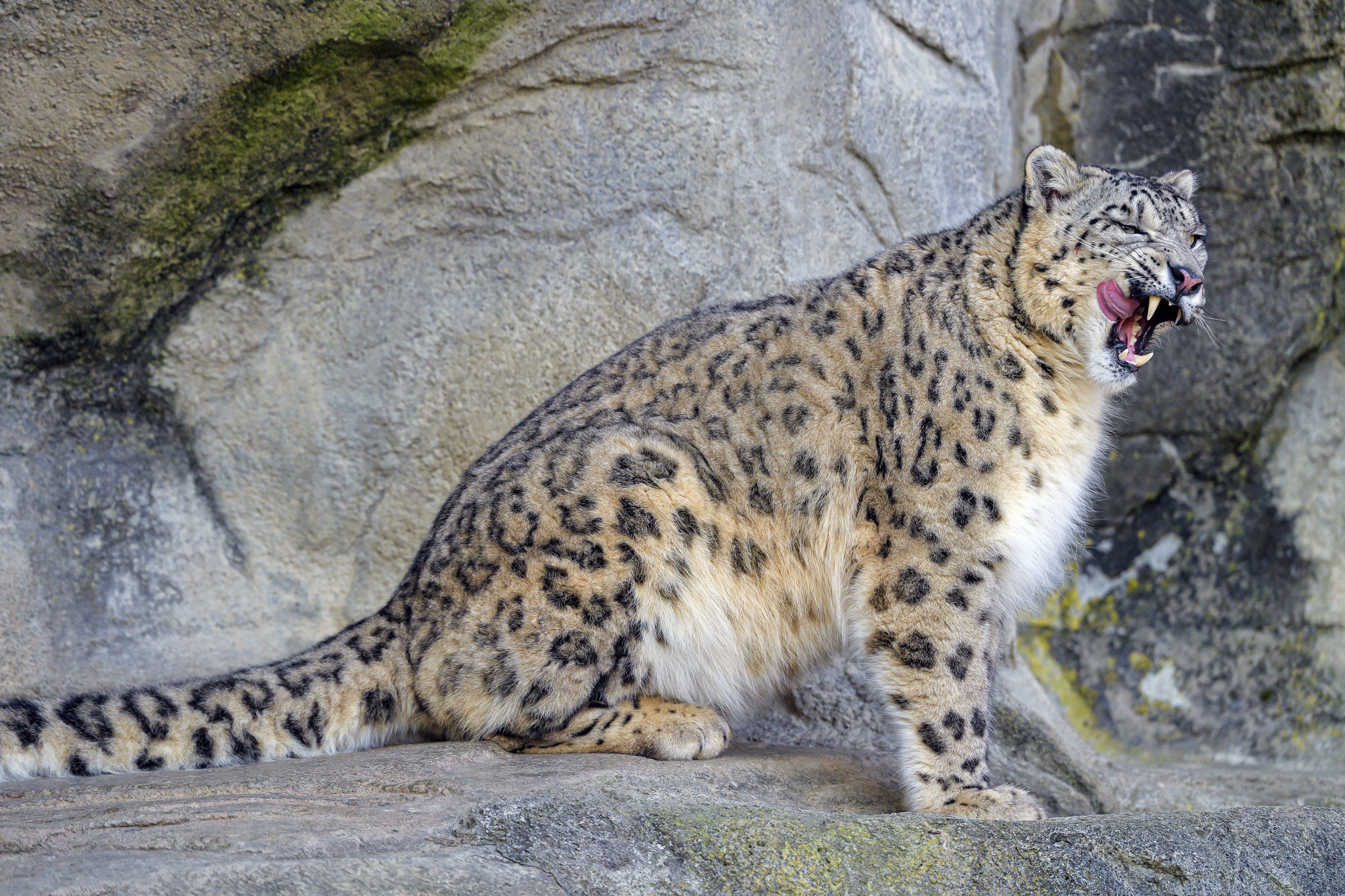 animals, snow leopard, predator, wildlife, protruding tongue, tongue stuck out, irbis