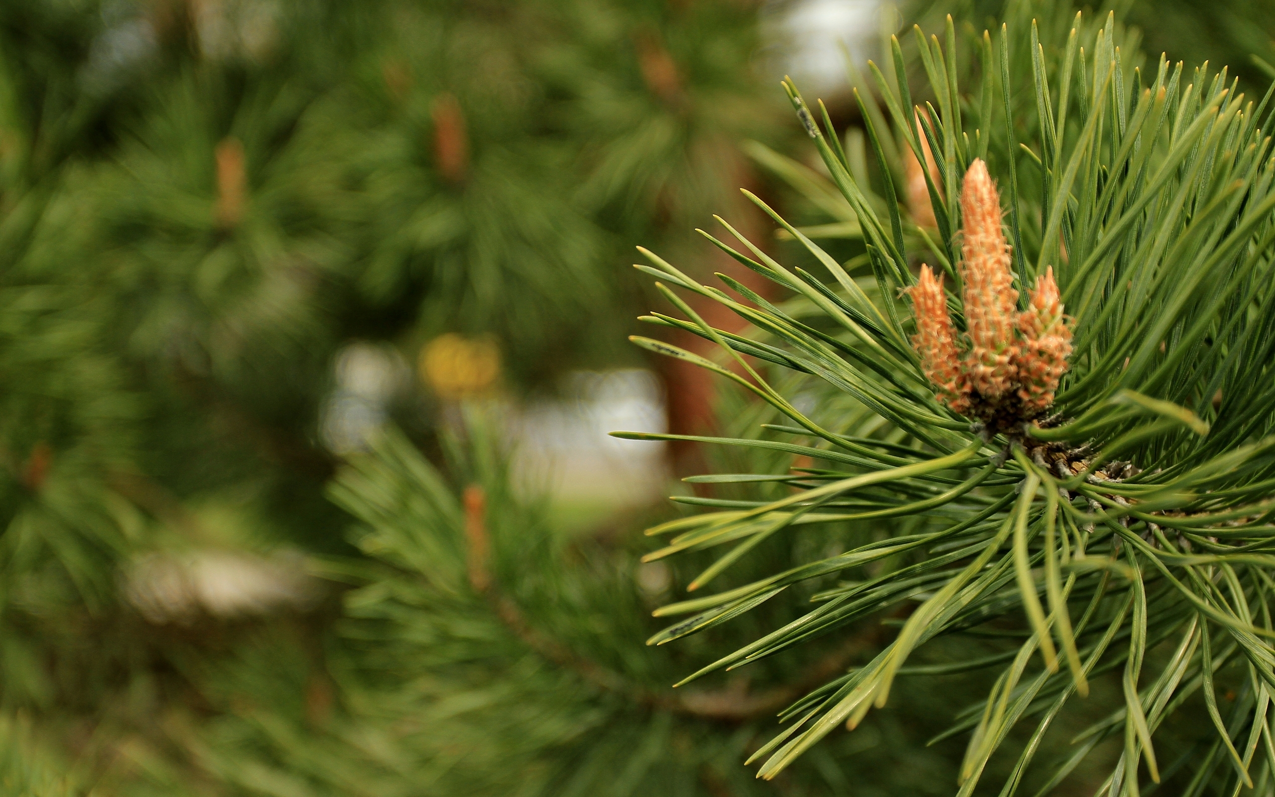 Сосна обыкновенная Pinus