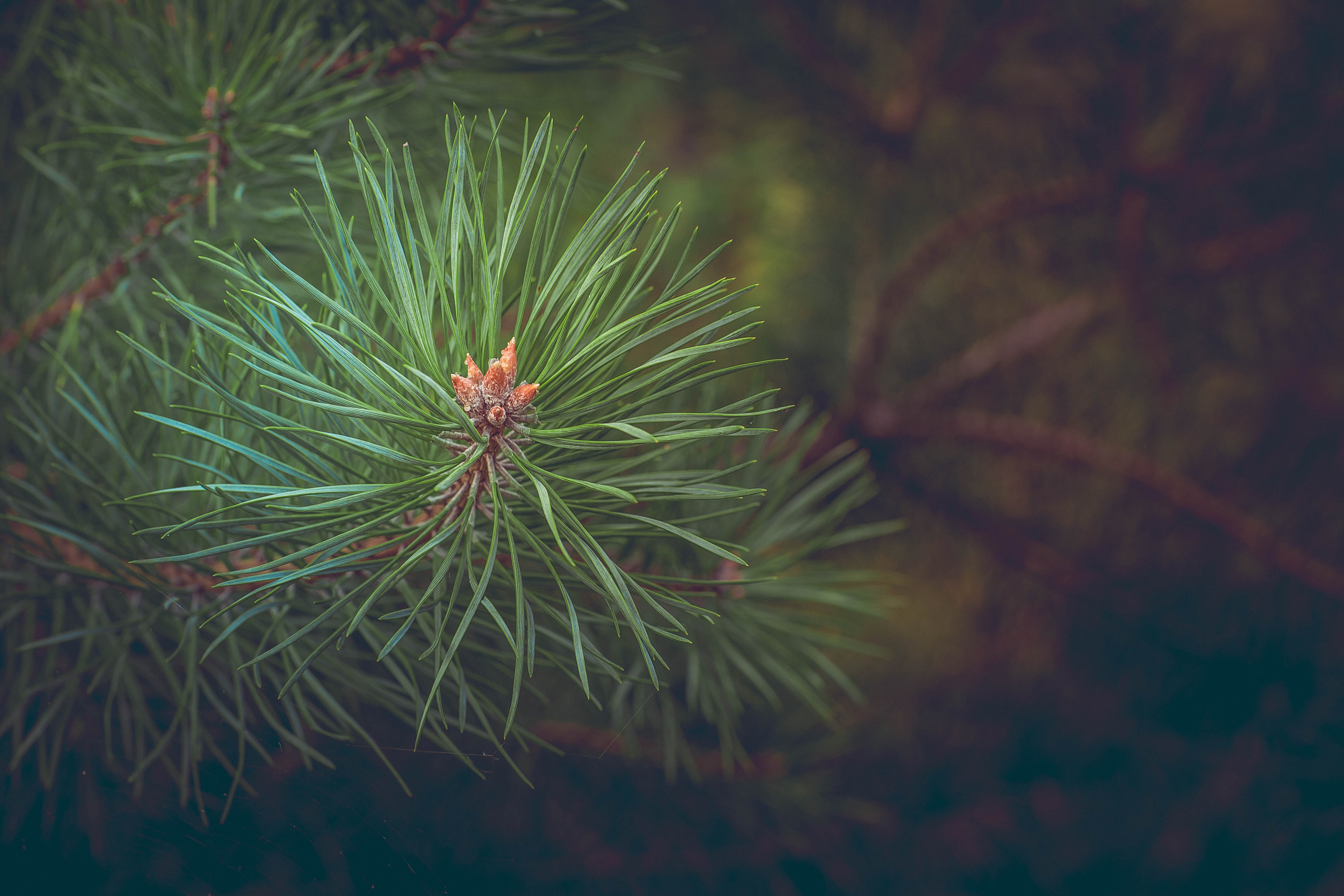 android branch, nature, spruce, fir, thorns, prickles