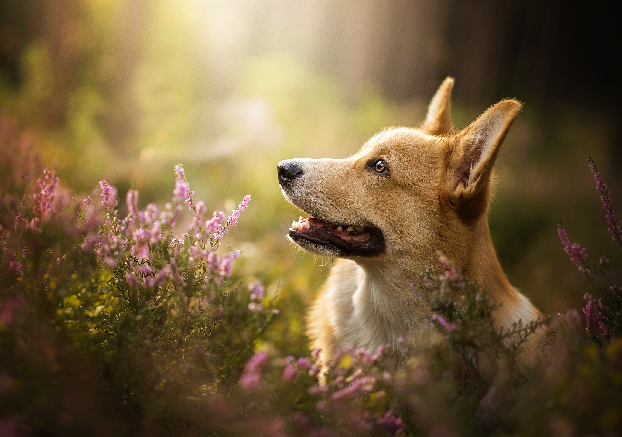Isolated Welsh Corgi Puppy Stock Photos and Images  123RF