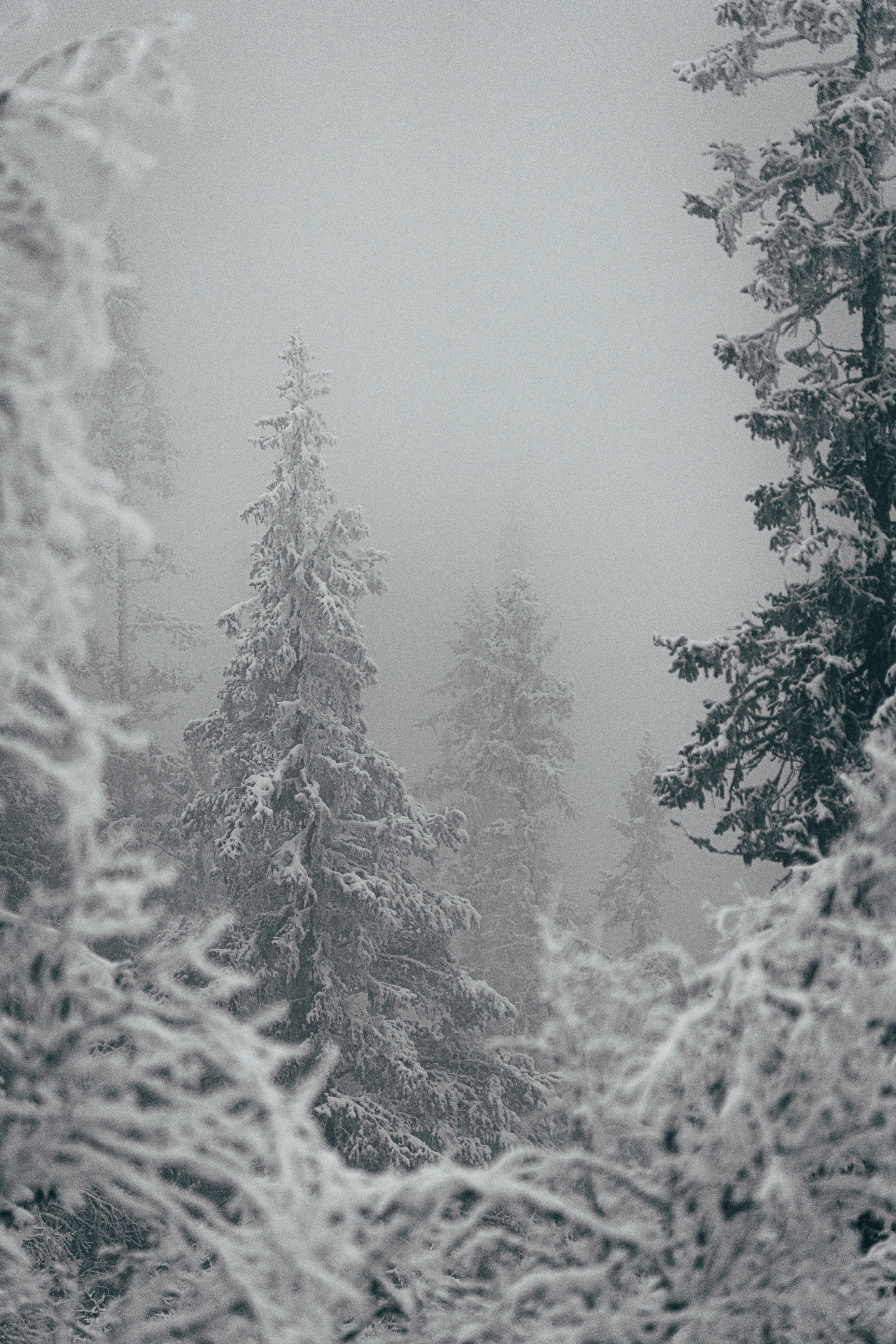 winter, nature, trees, snow, snowstorm 8K