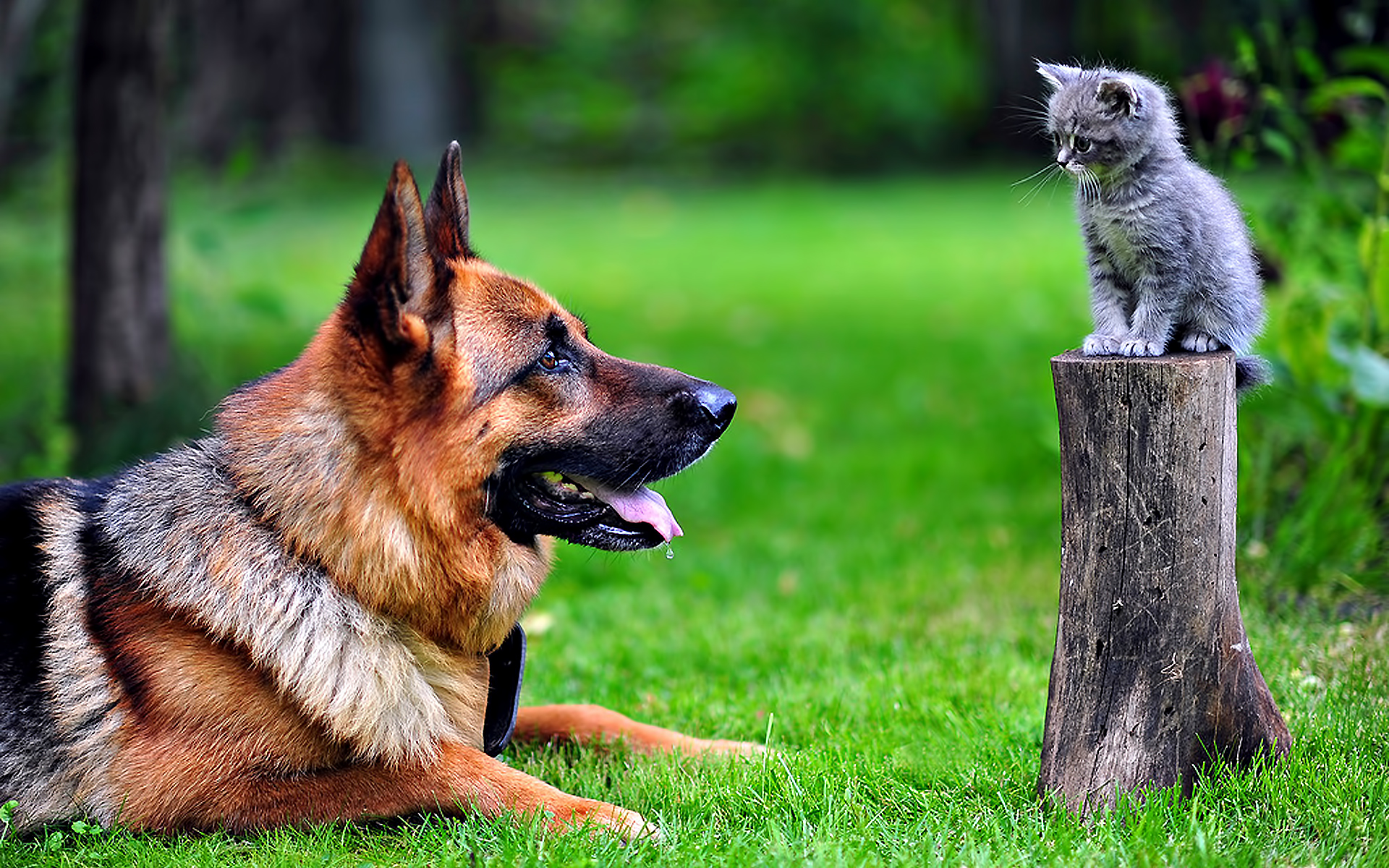 Die besten Katz & Hund-Hintergründe für den Telefonbildschirm