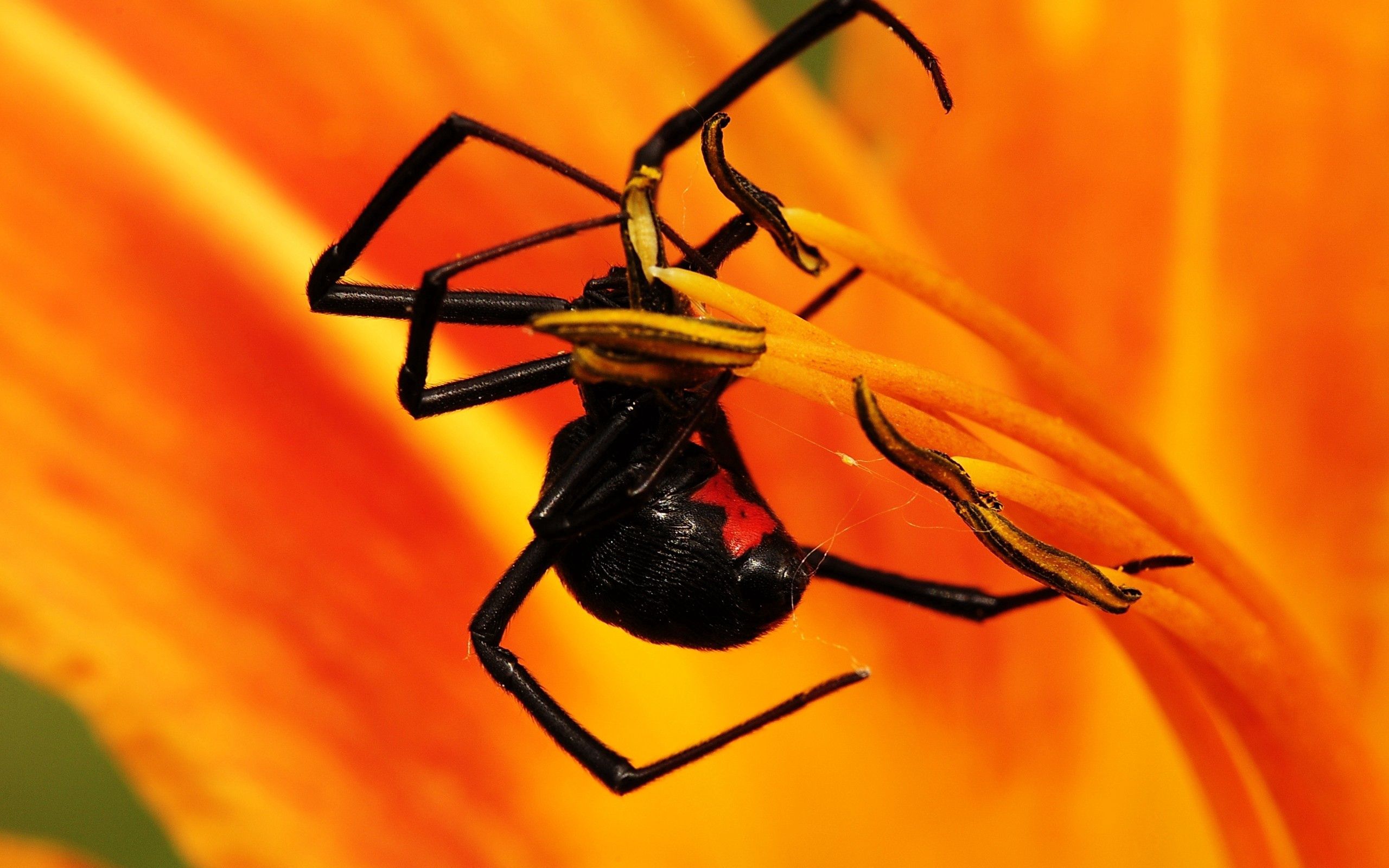 Download PC Wallpaper macro, petals, insect, spider, climb