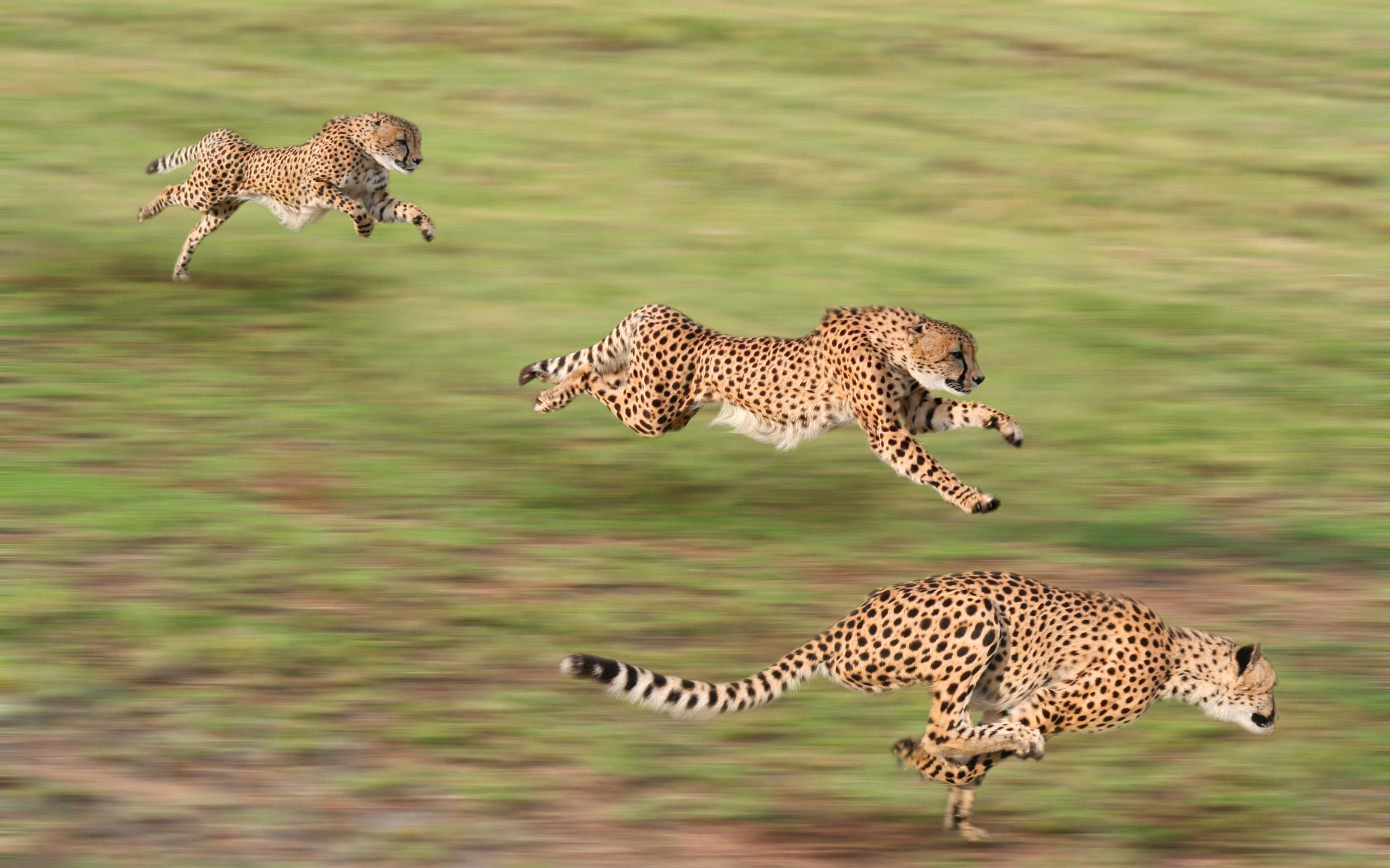282712 descargar imagen animales, guepardo, gatos: fondos de pantalla y protectores de pantalla gratis