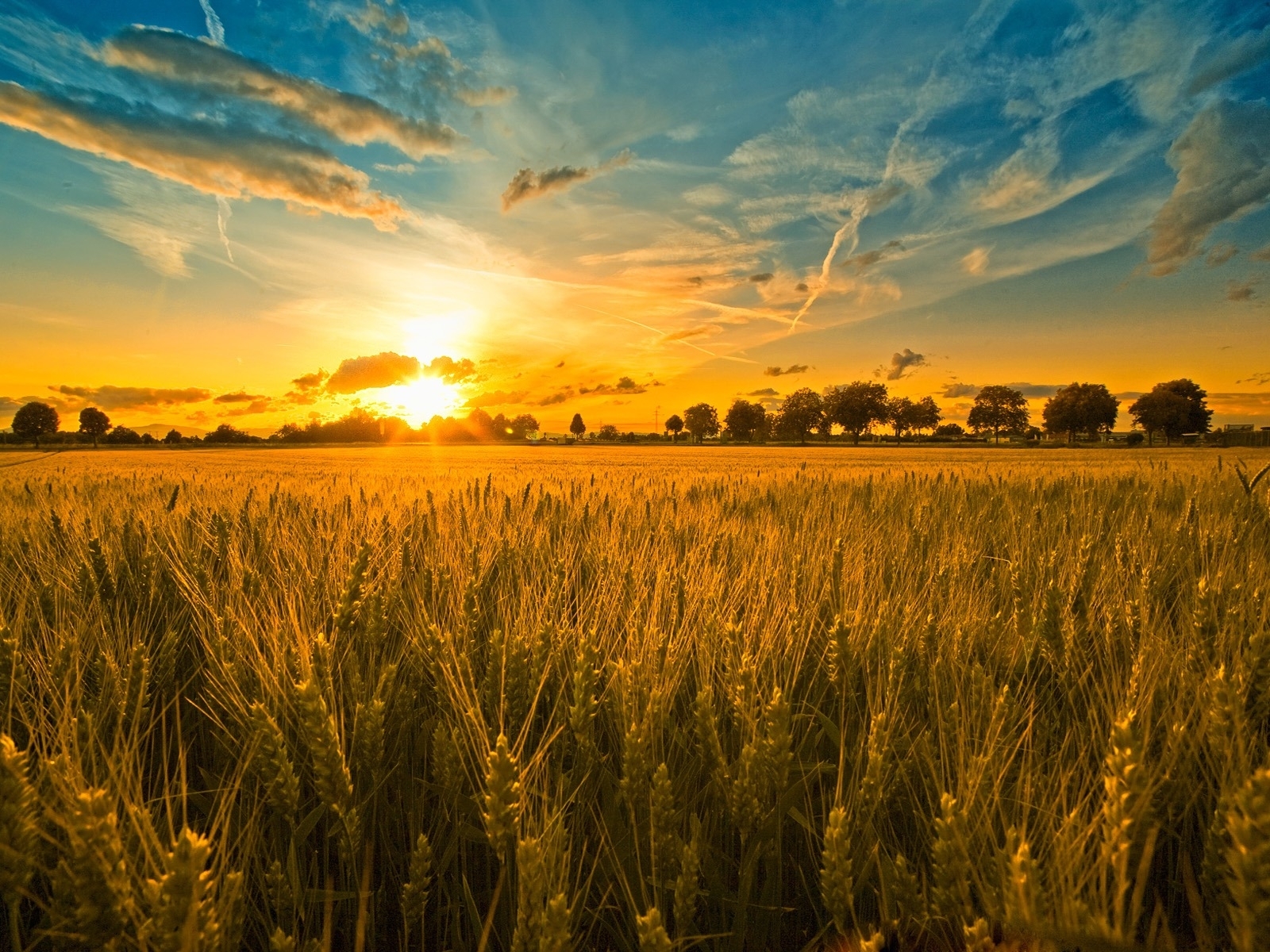 wheat, landscape, sunset, fields, sky, sun
